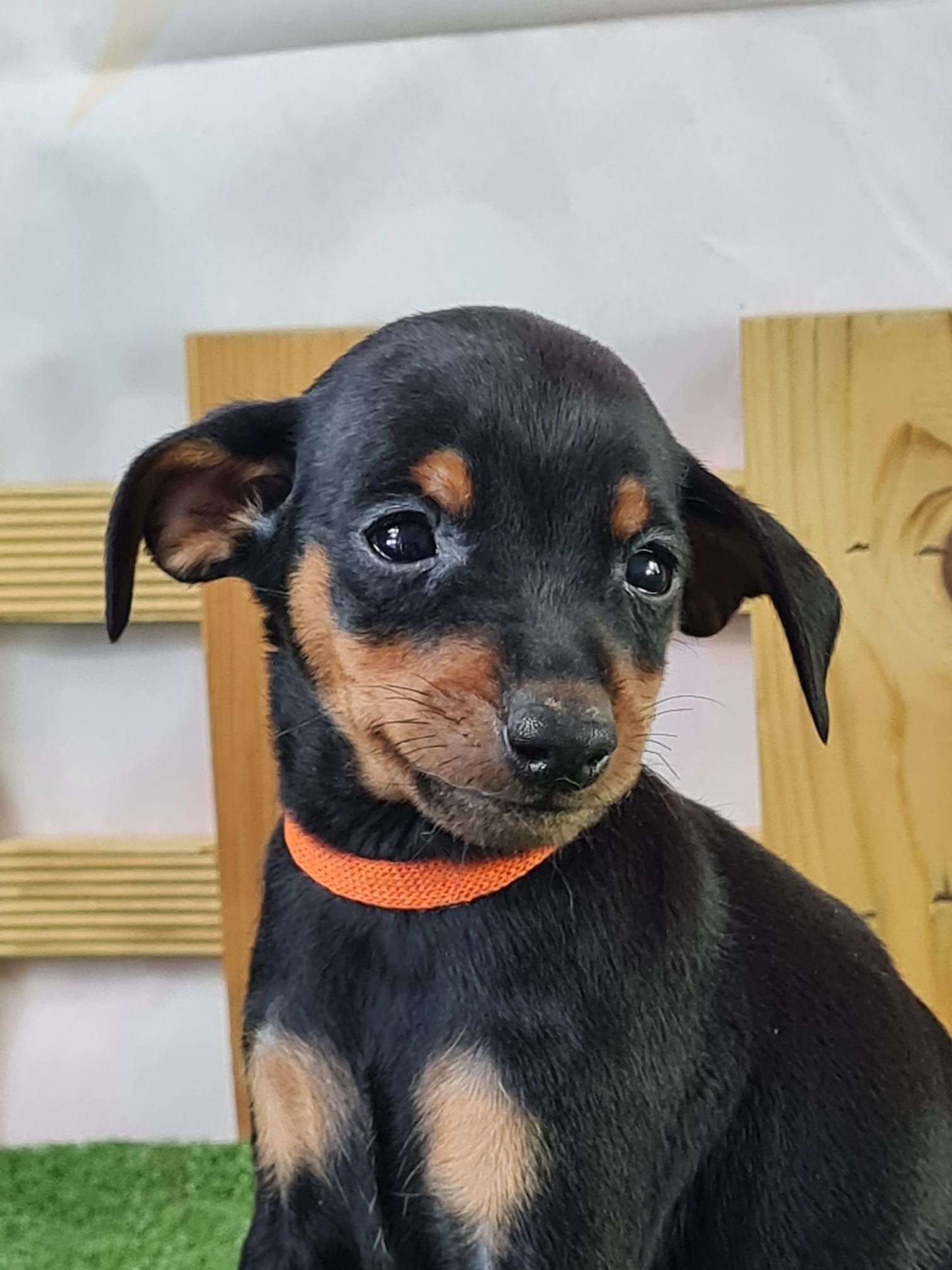 Chiot femelle pinscher nain  de couleur noir et feu
