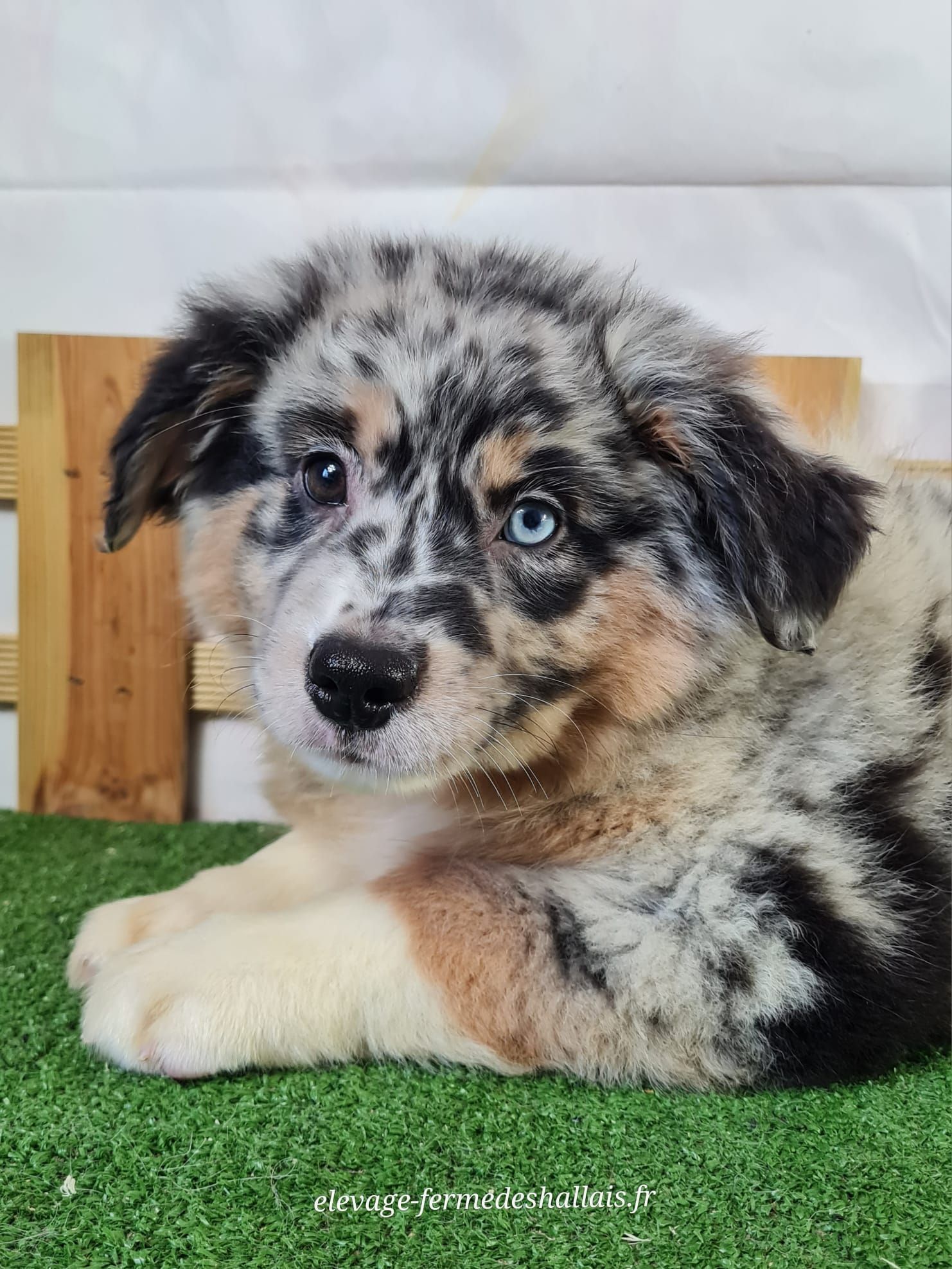 Chiot berger américain miniature femelle bleu merle