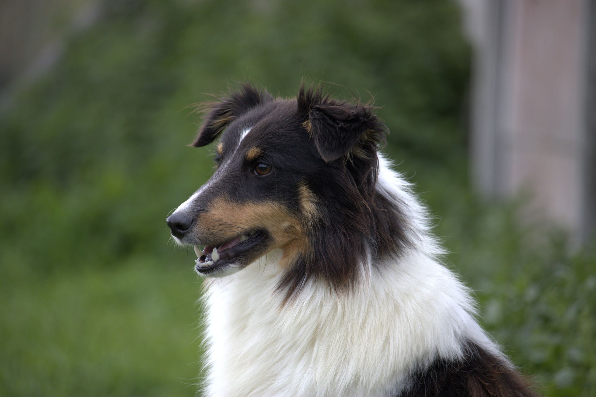 Jeune berger des shetland femelle tricolore