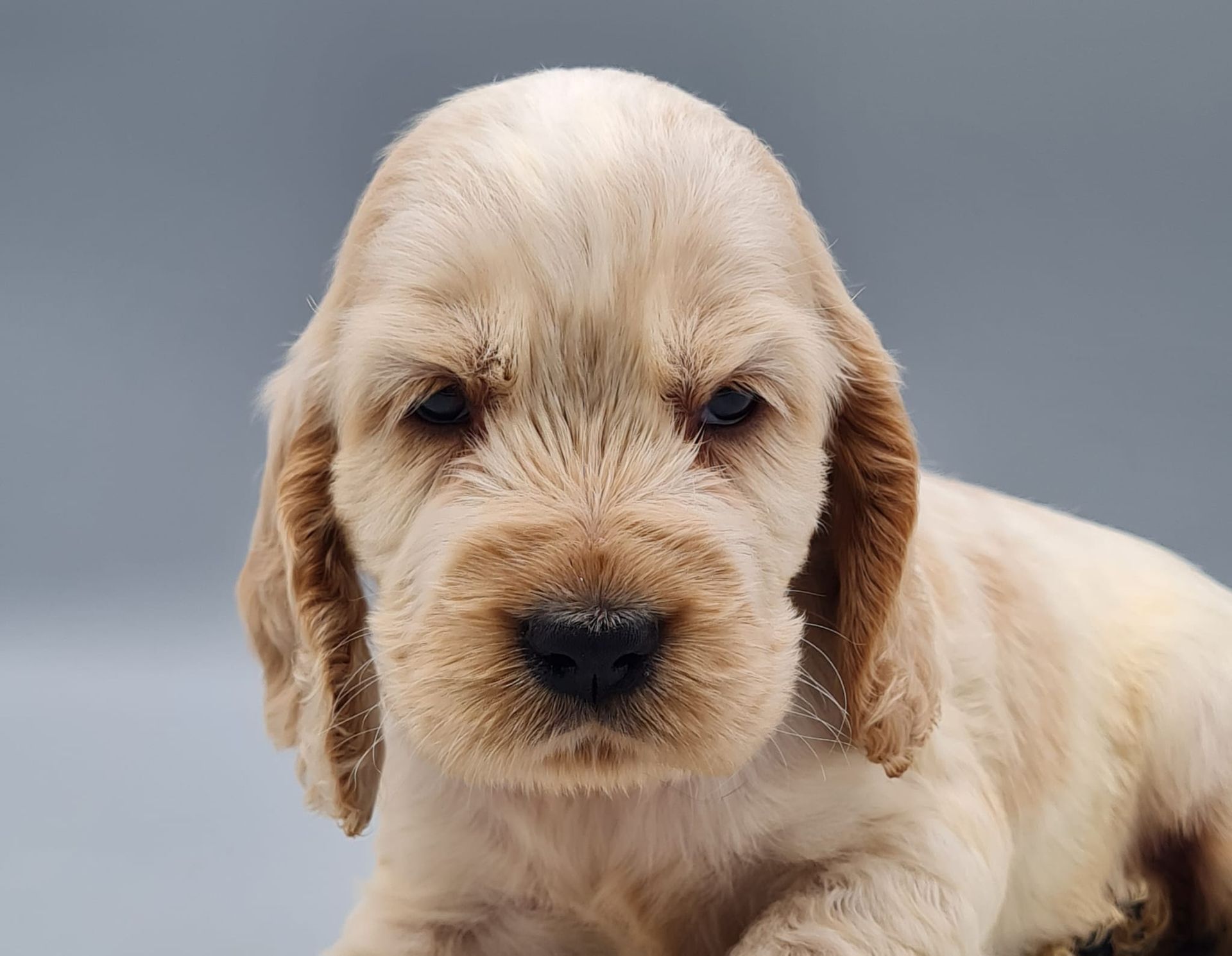 Chiot cocker anglais femelle
