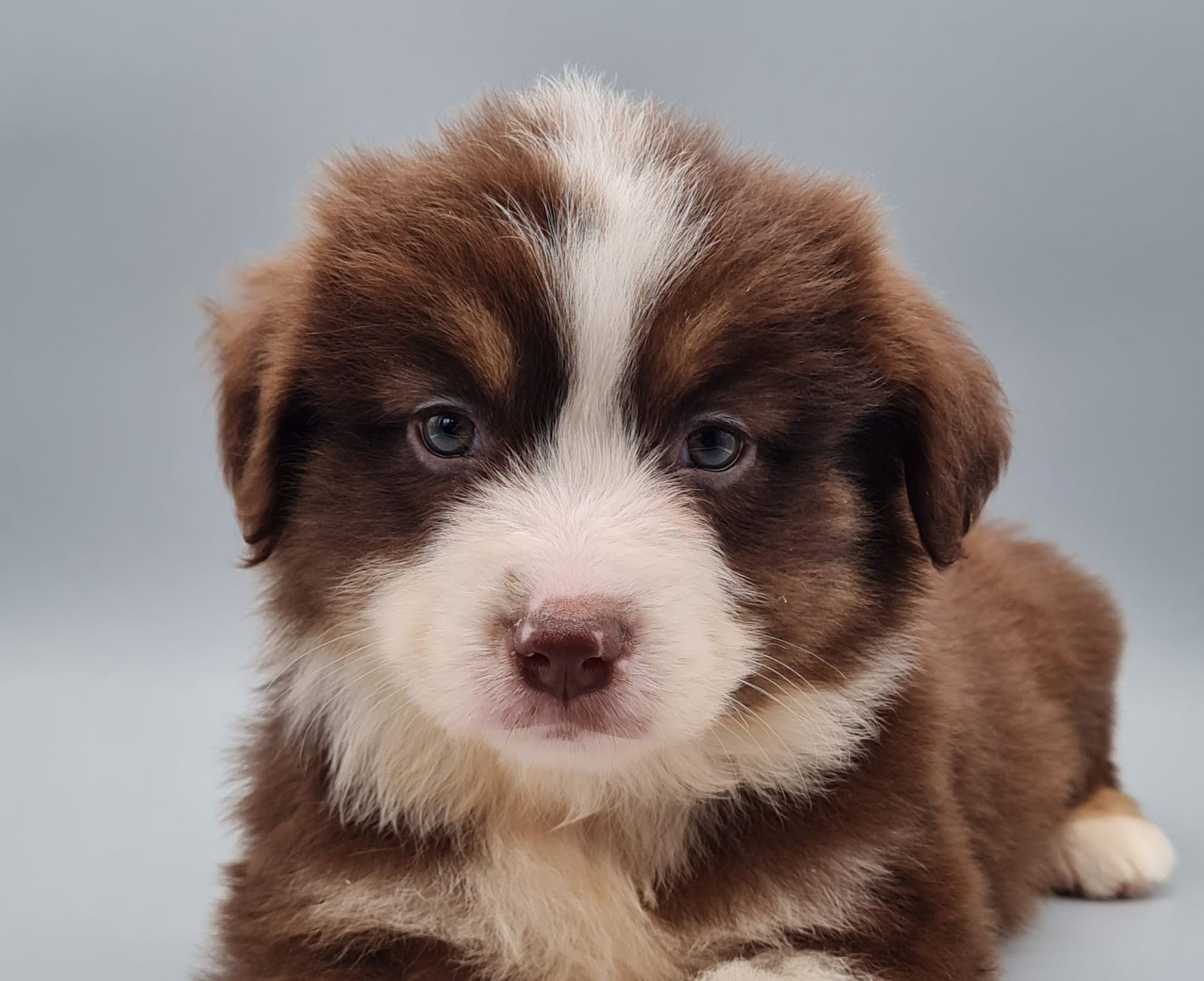 Chiot berger américain miniature femelle rouge tricolore