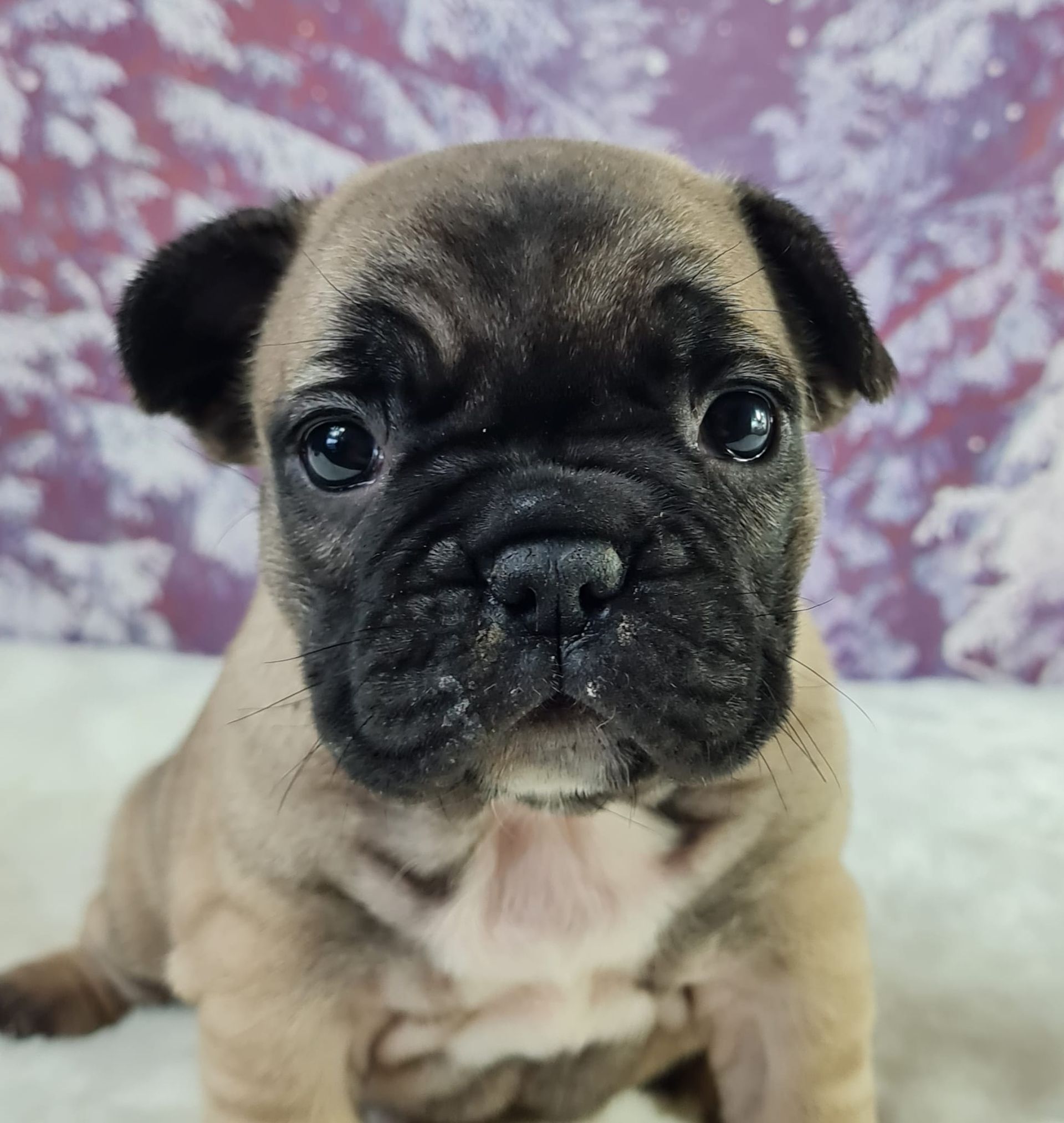 Chiot bouledogue français femelle