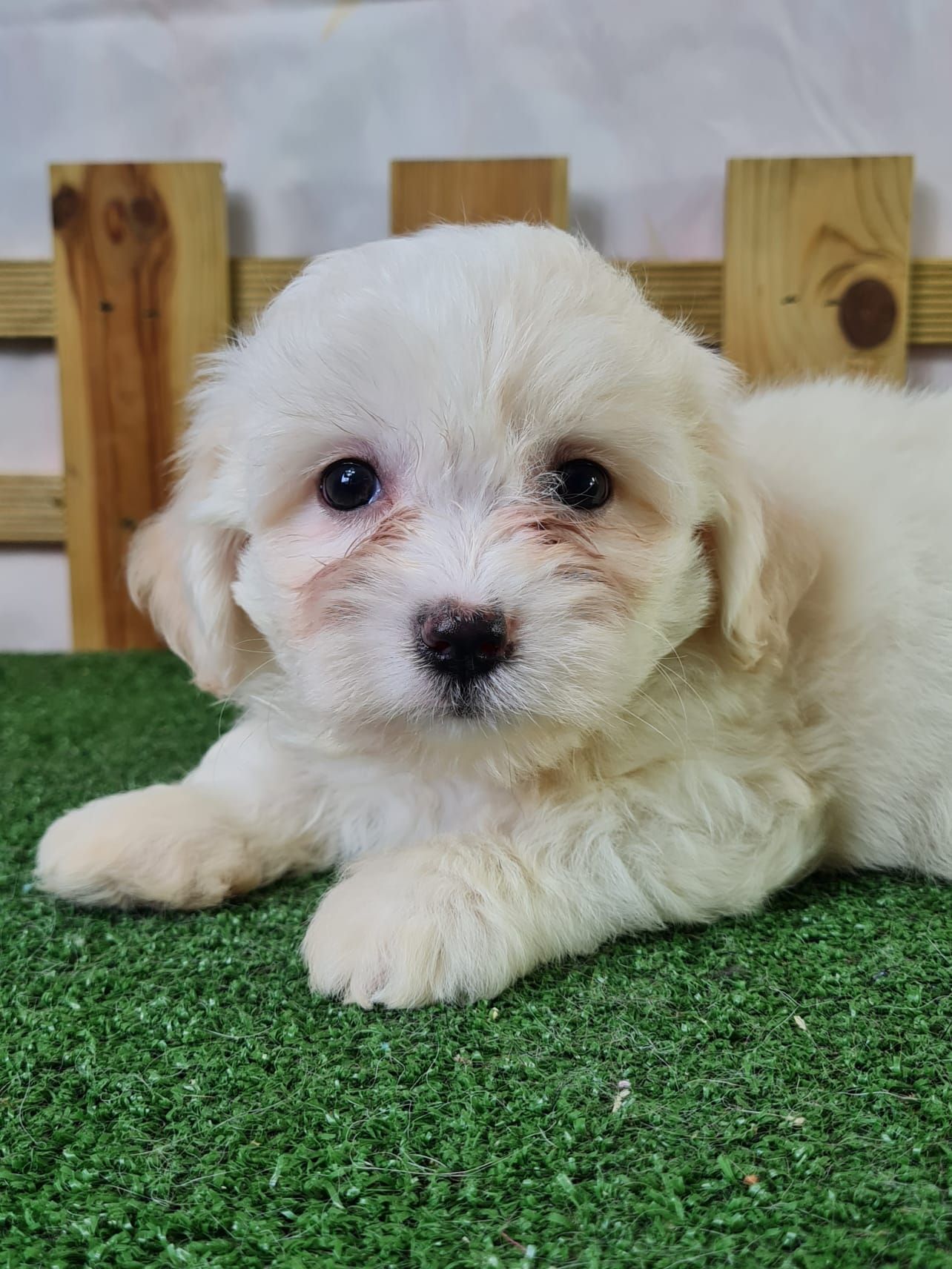Chiot coton de tuléar femelle blanc
