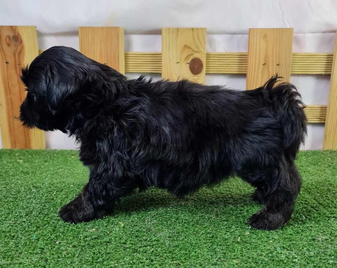 Jeune Lhassa Apso debout pour la photo