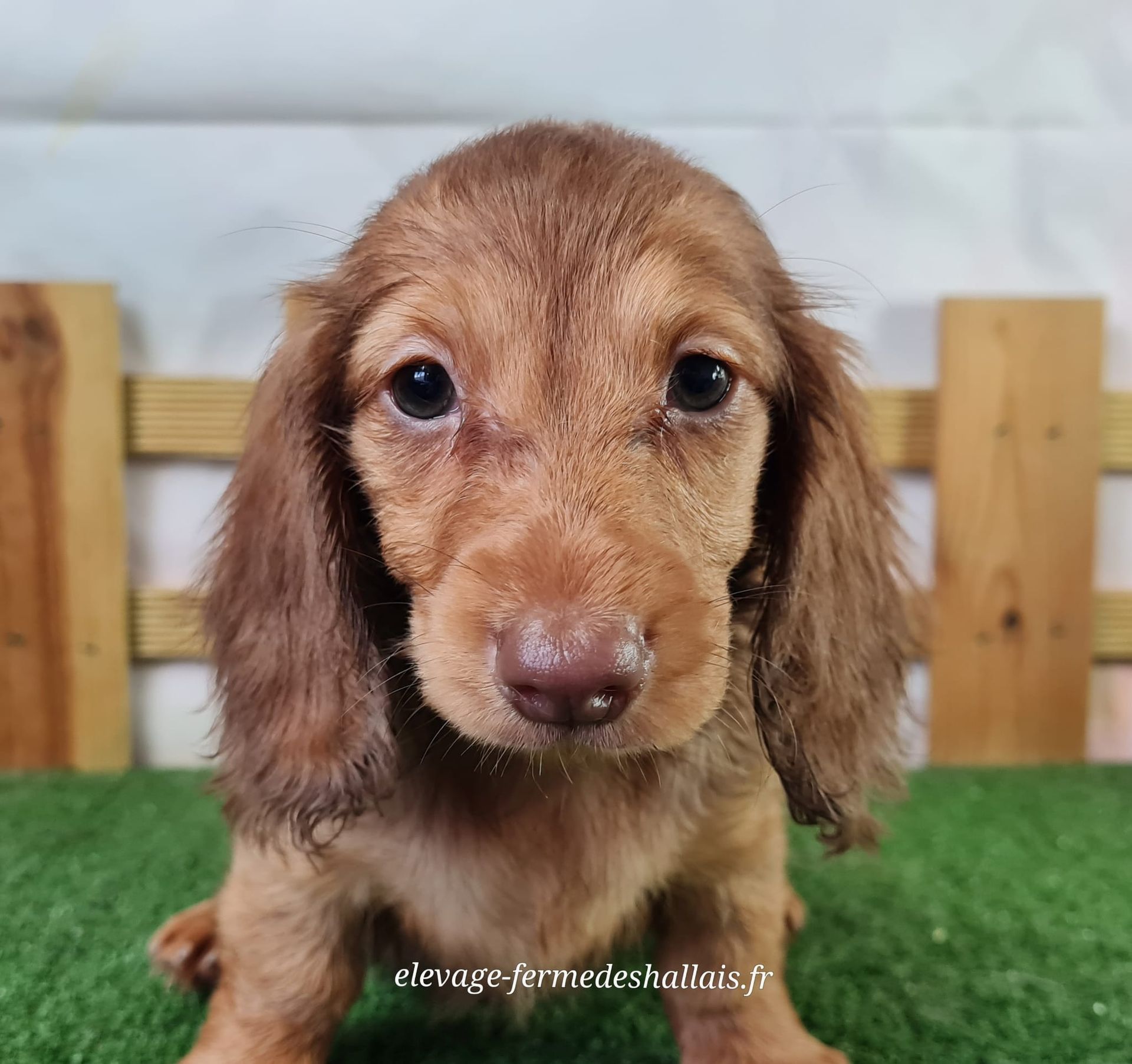 Chiot femelle teckel poil long