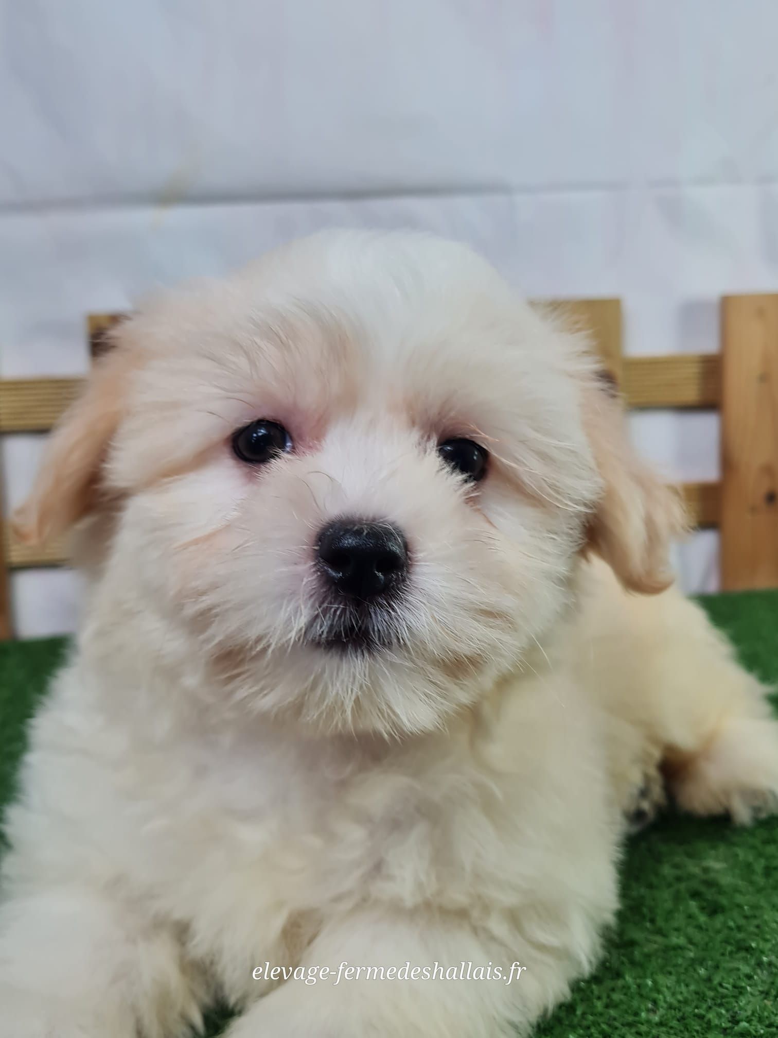 Chiot femelle coton de tuléar