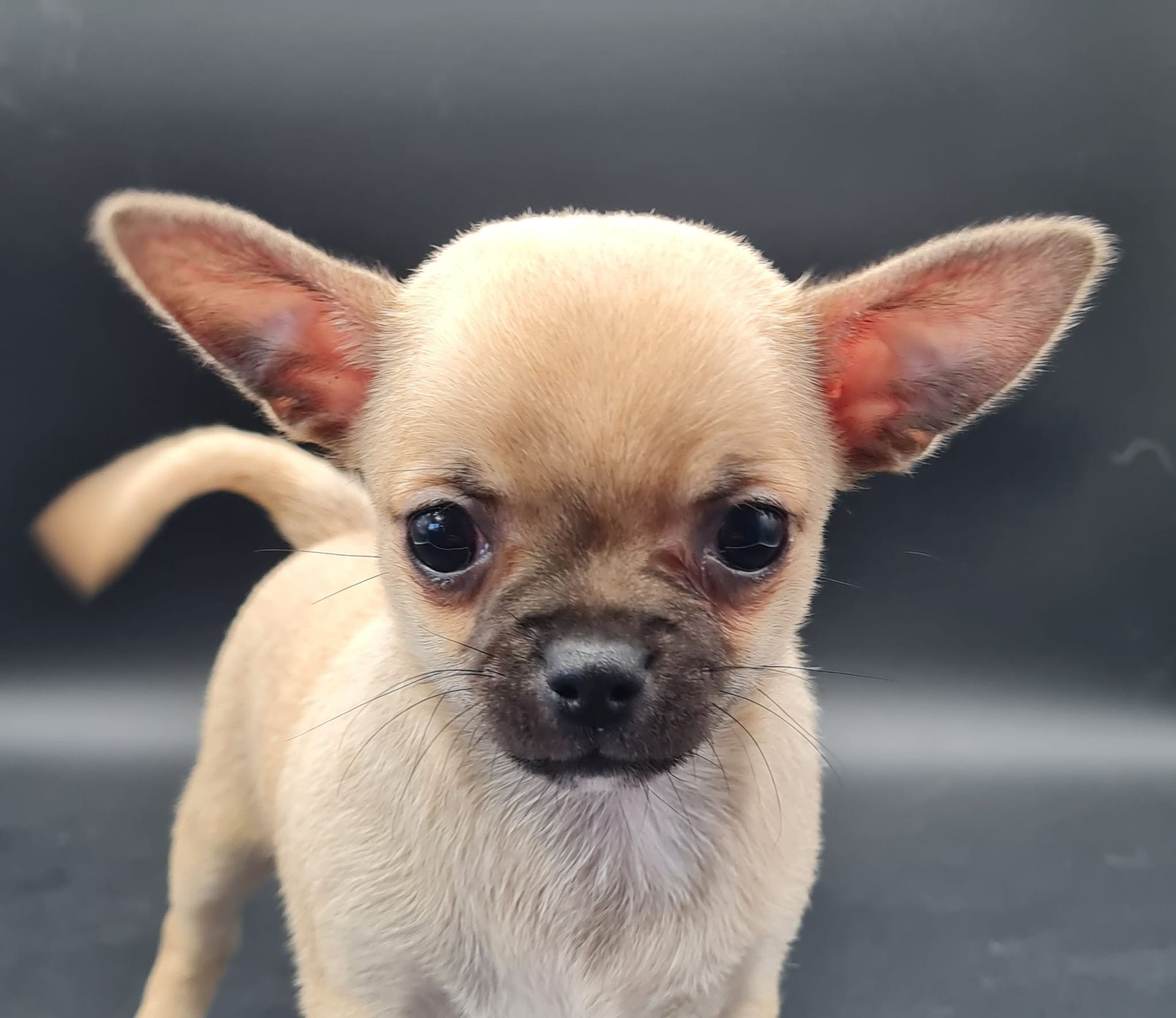 Chiot chihuahua femelle