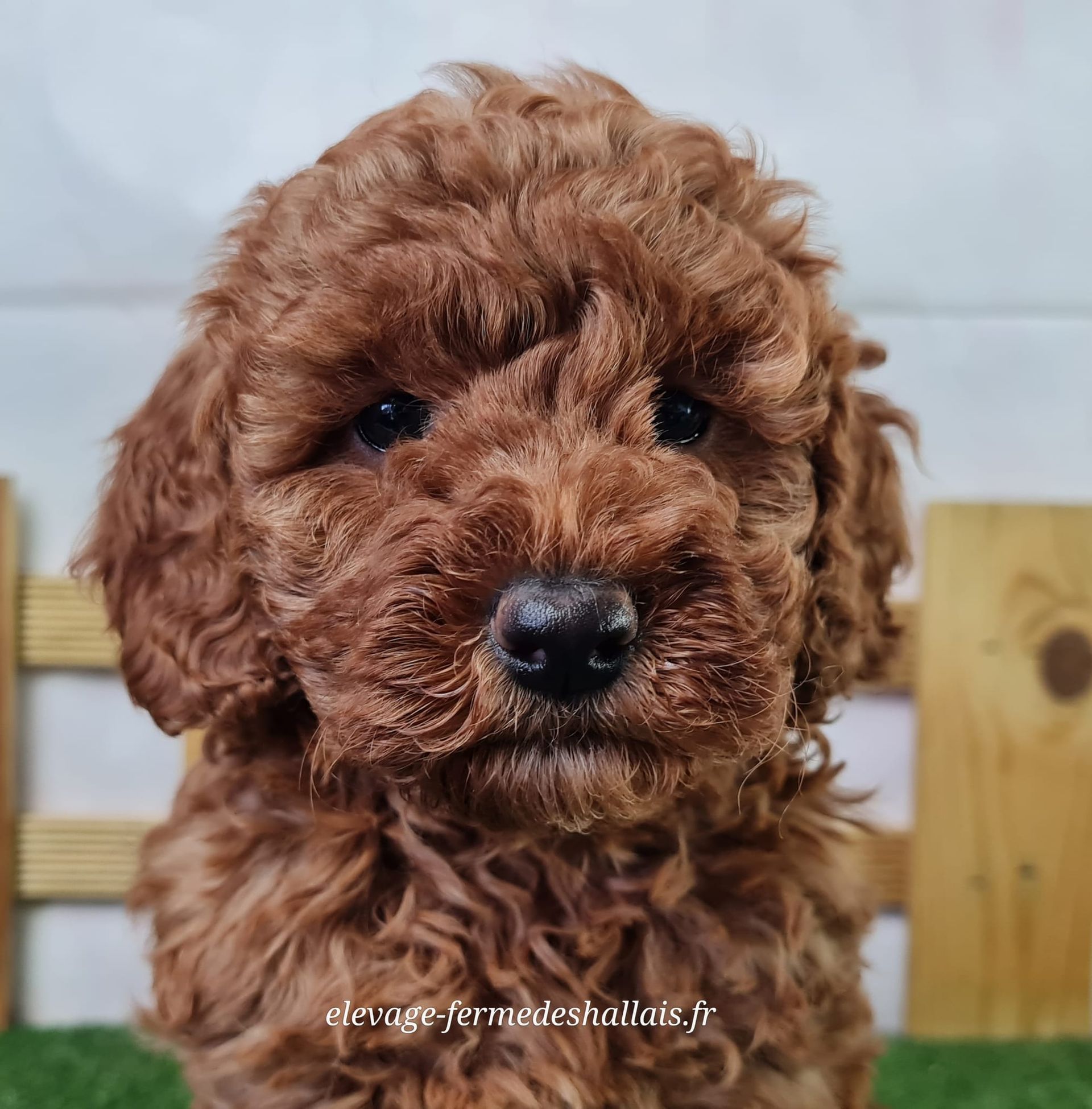 Chiot femelle caniche nain abricot