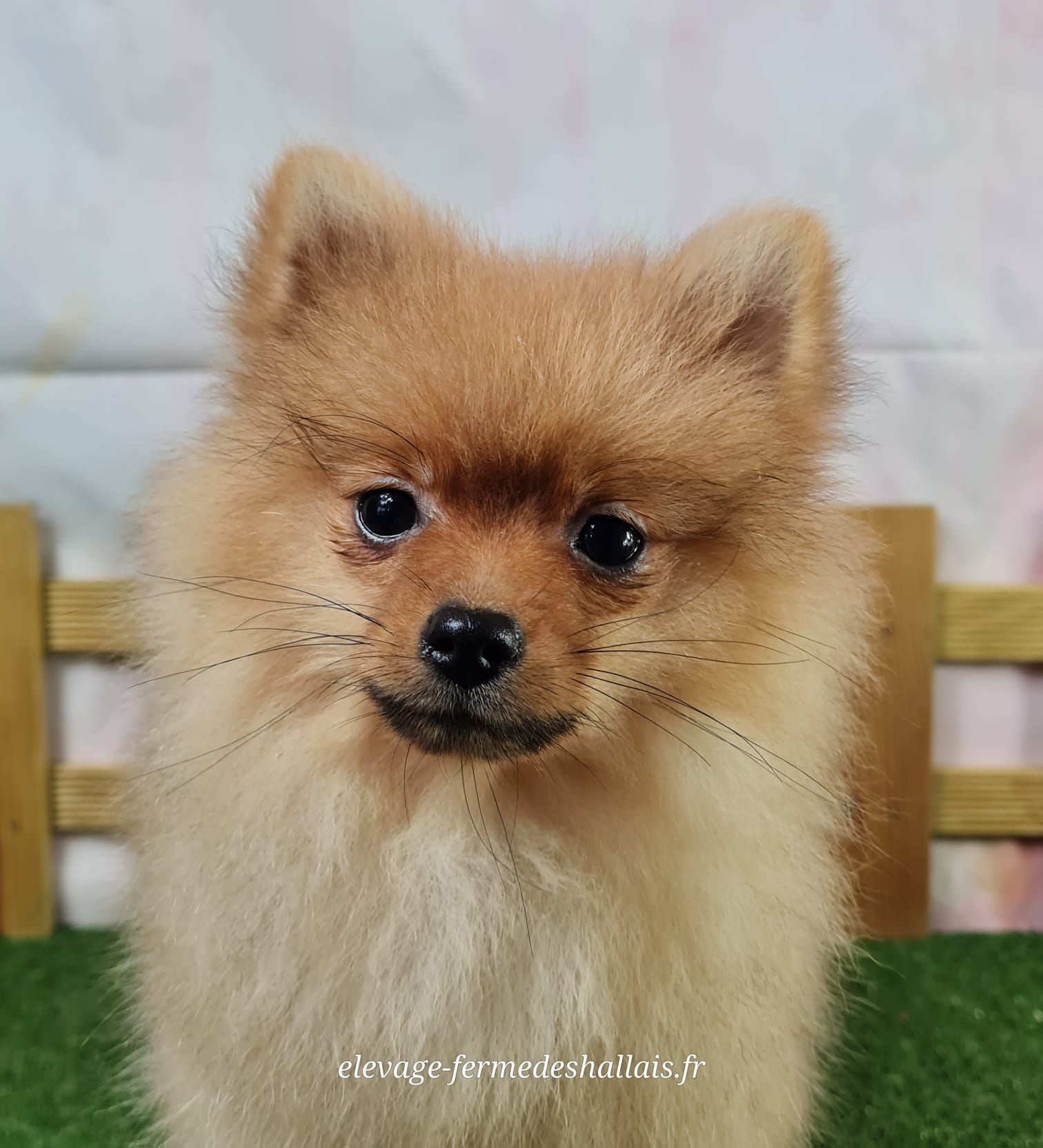 Chiot spitz nain femelle