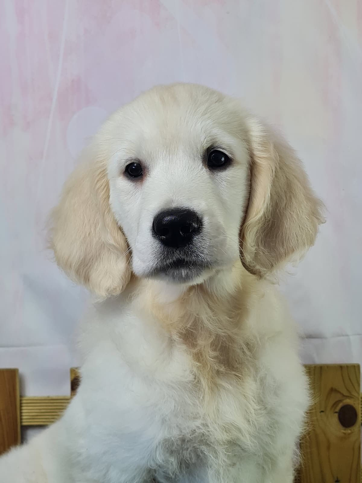 Chiot golden retriever femelle