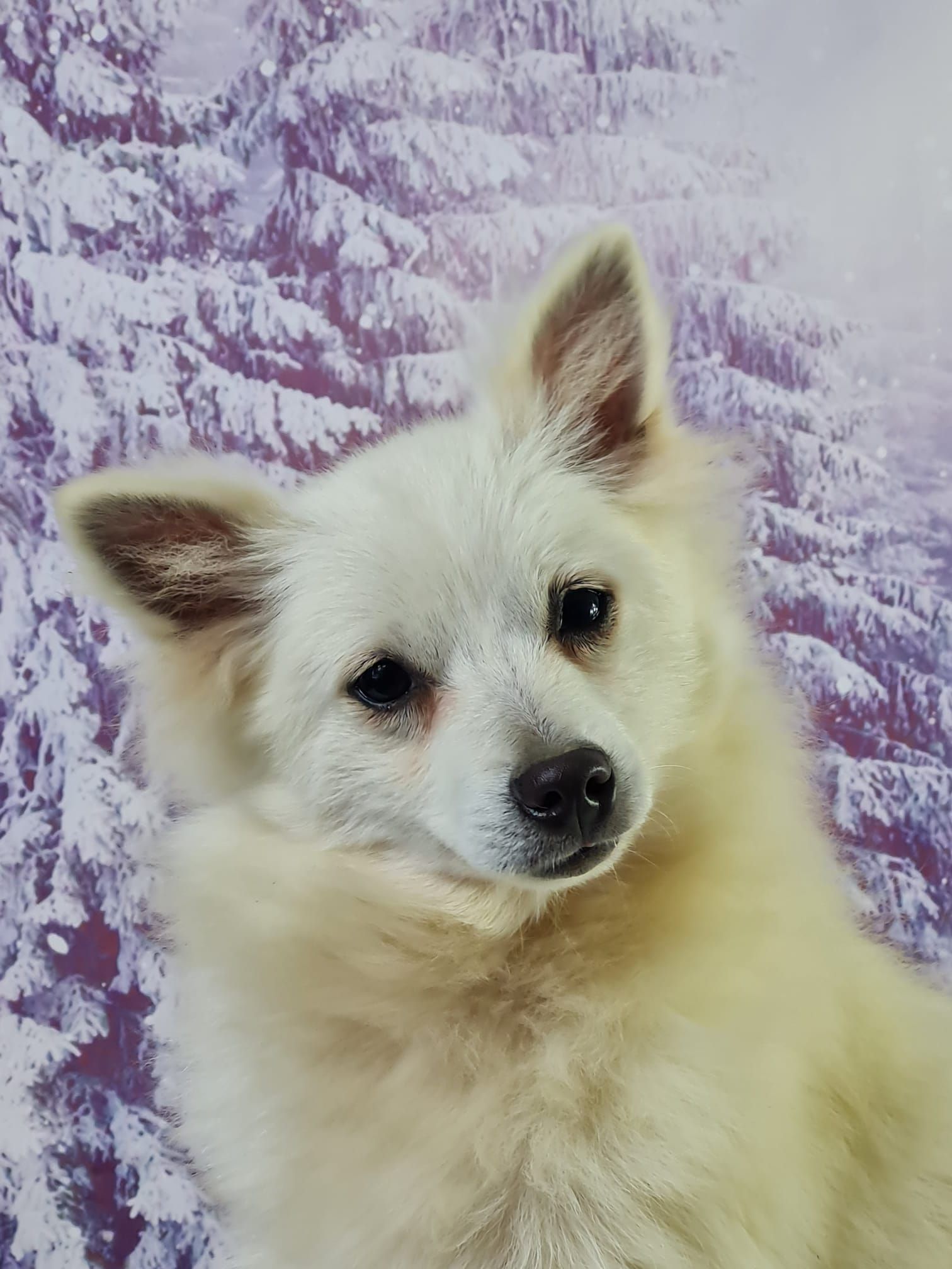 Chiot spitz volpino mâle
