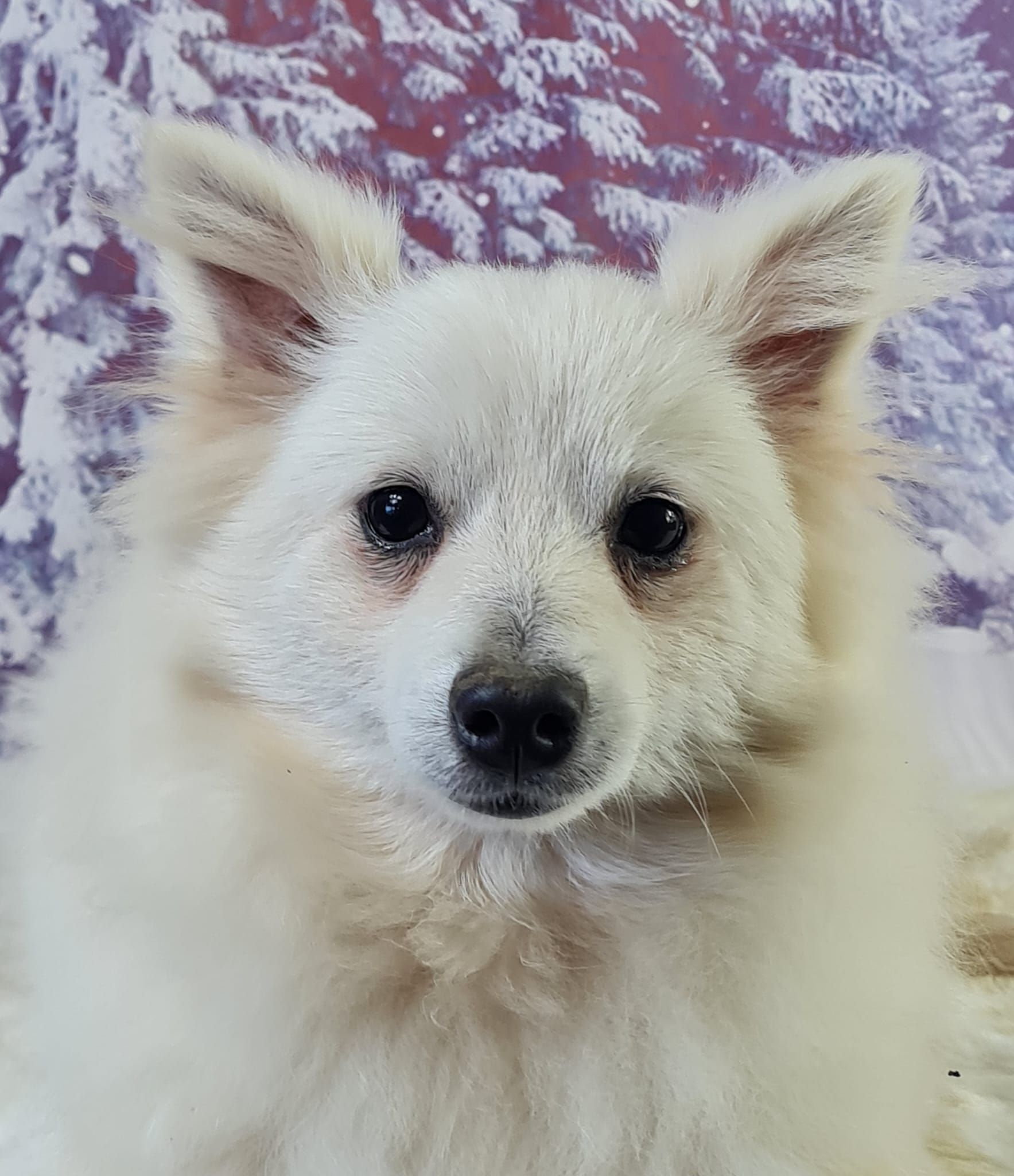 Chiot spitz volpino femelle