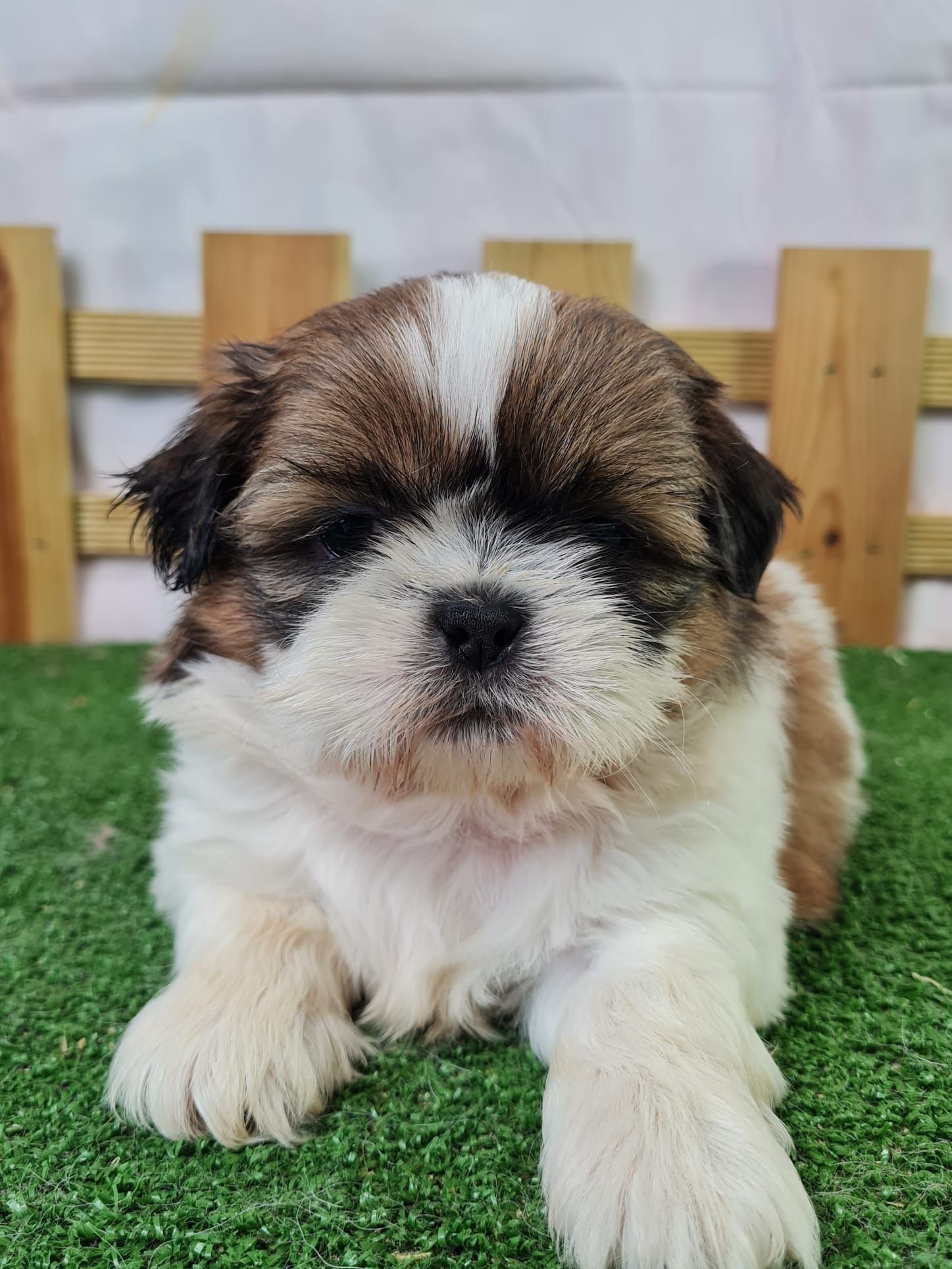 Chiot shih tzu femelle