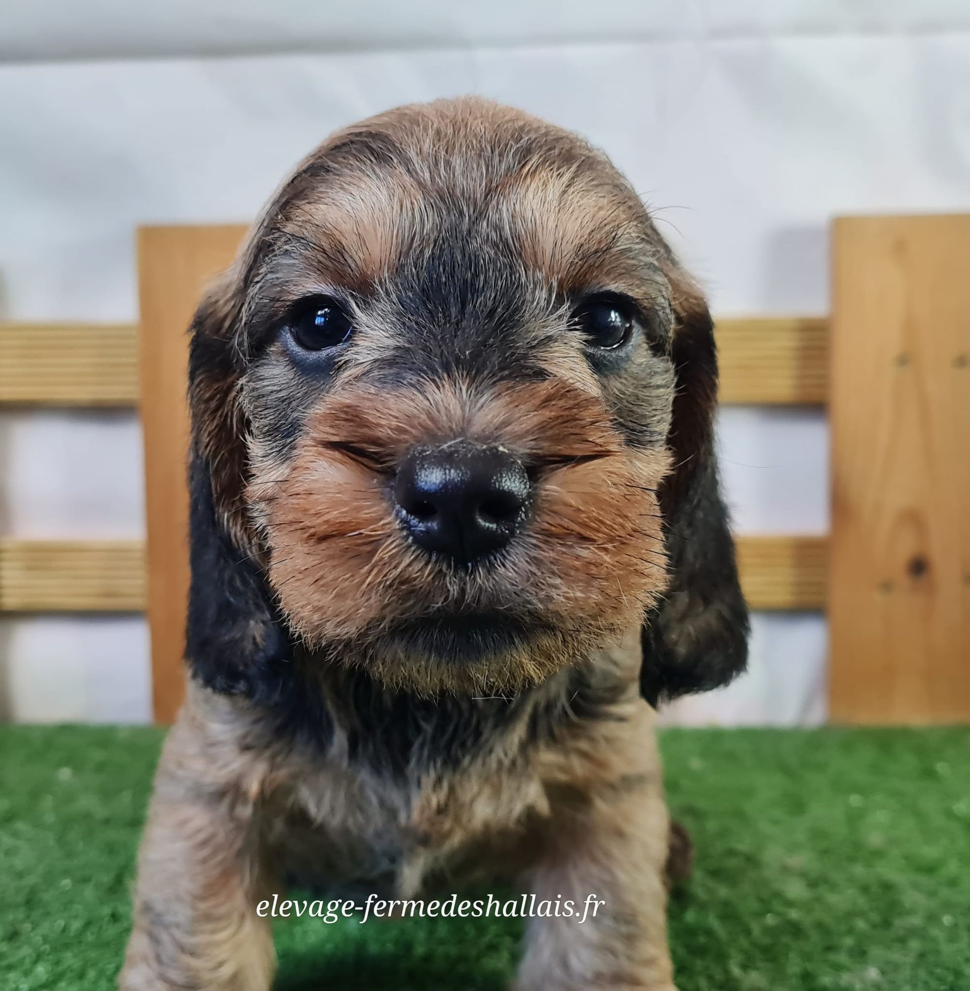 Chiot femelle teckel poil dur