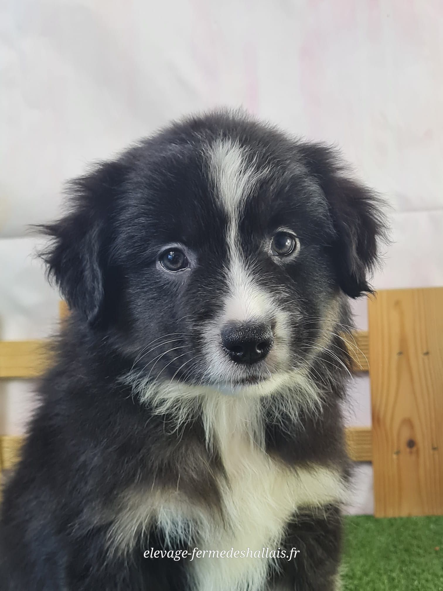 Chiot berger américain miniature noir tricolore femelle