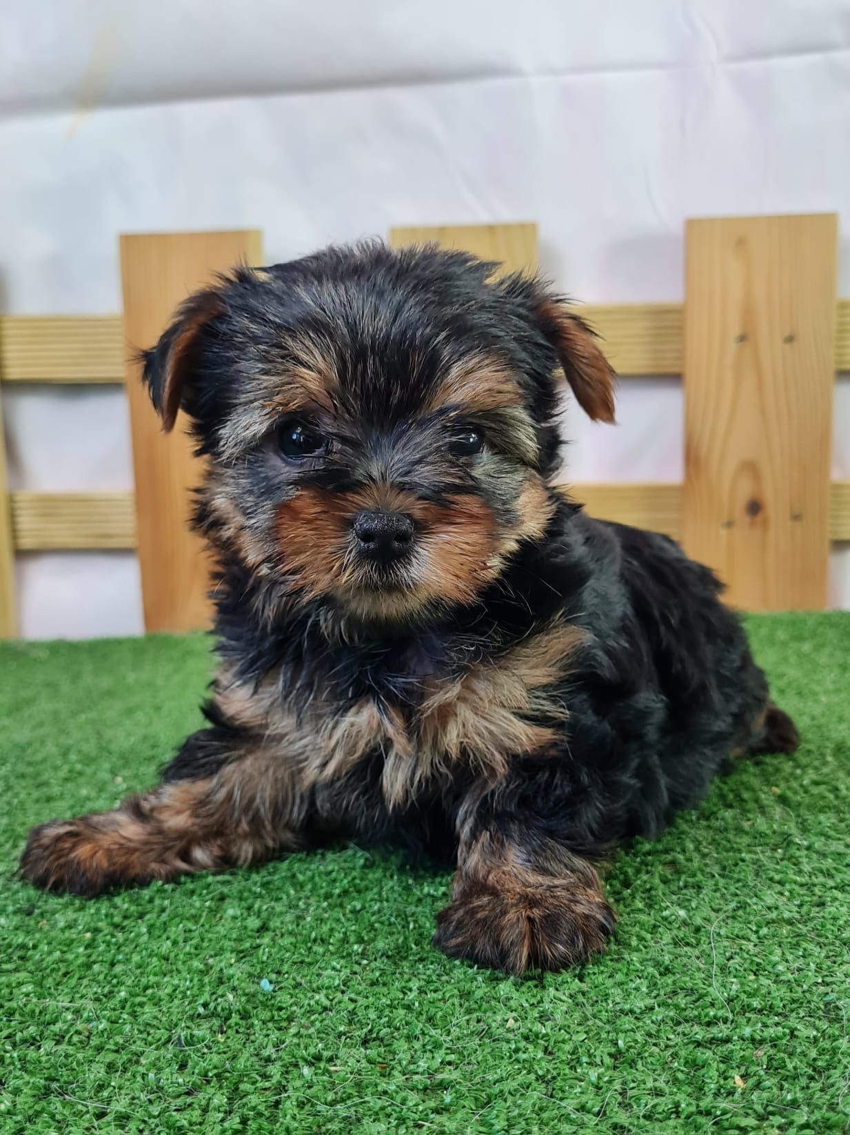 Chiot york couché