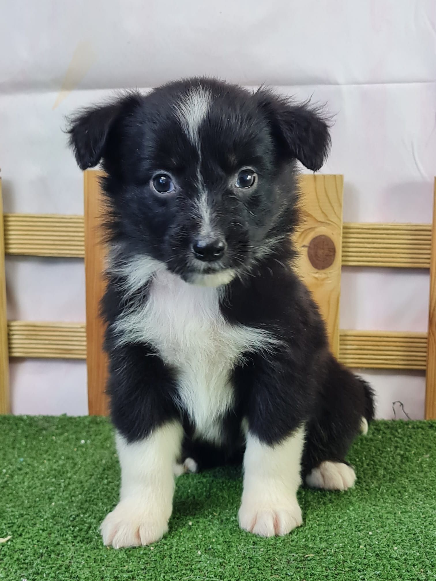 chiot berger américain noir et blanc