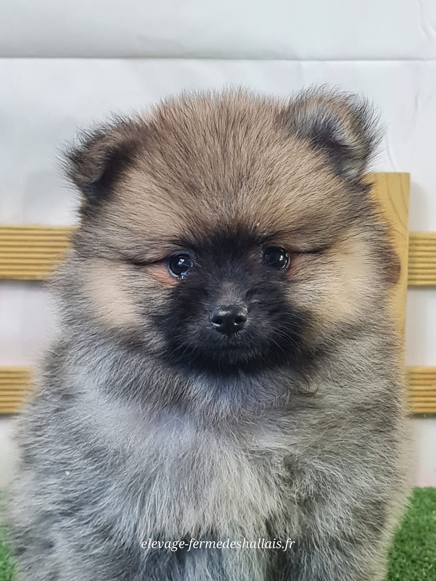 Chiot femelle spitz nain