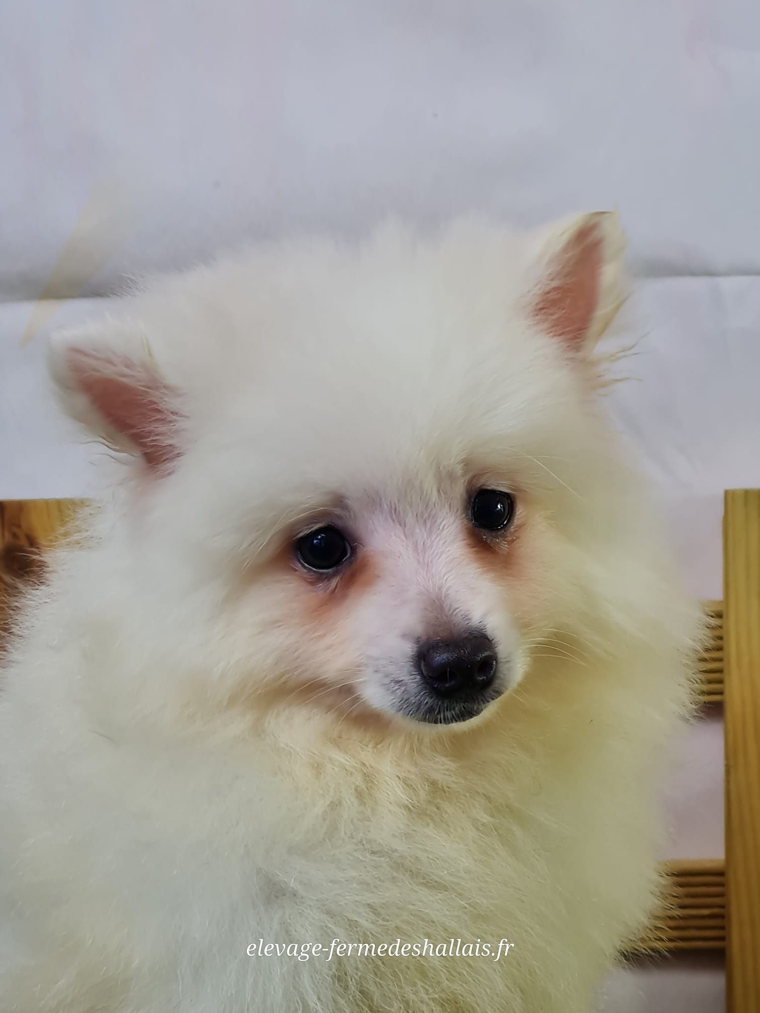 Chiot volpino femelle