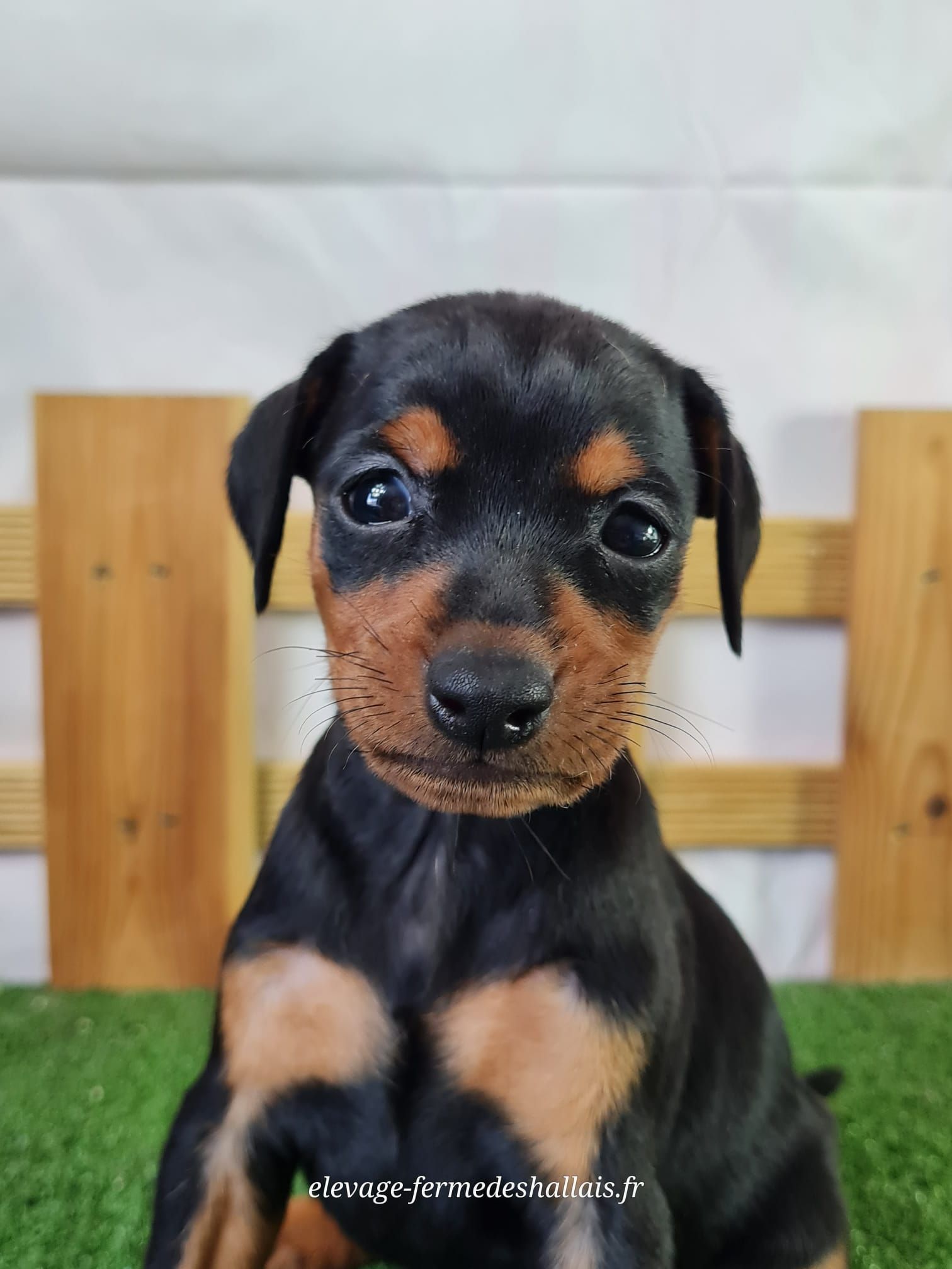 Chiot pinscher femelle