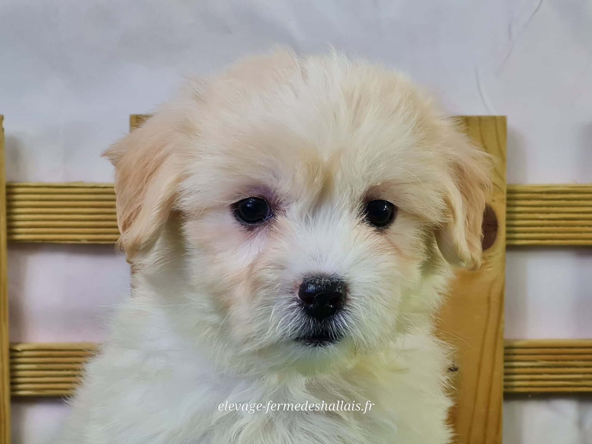 Chiot coton de tuléar femelle