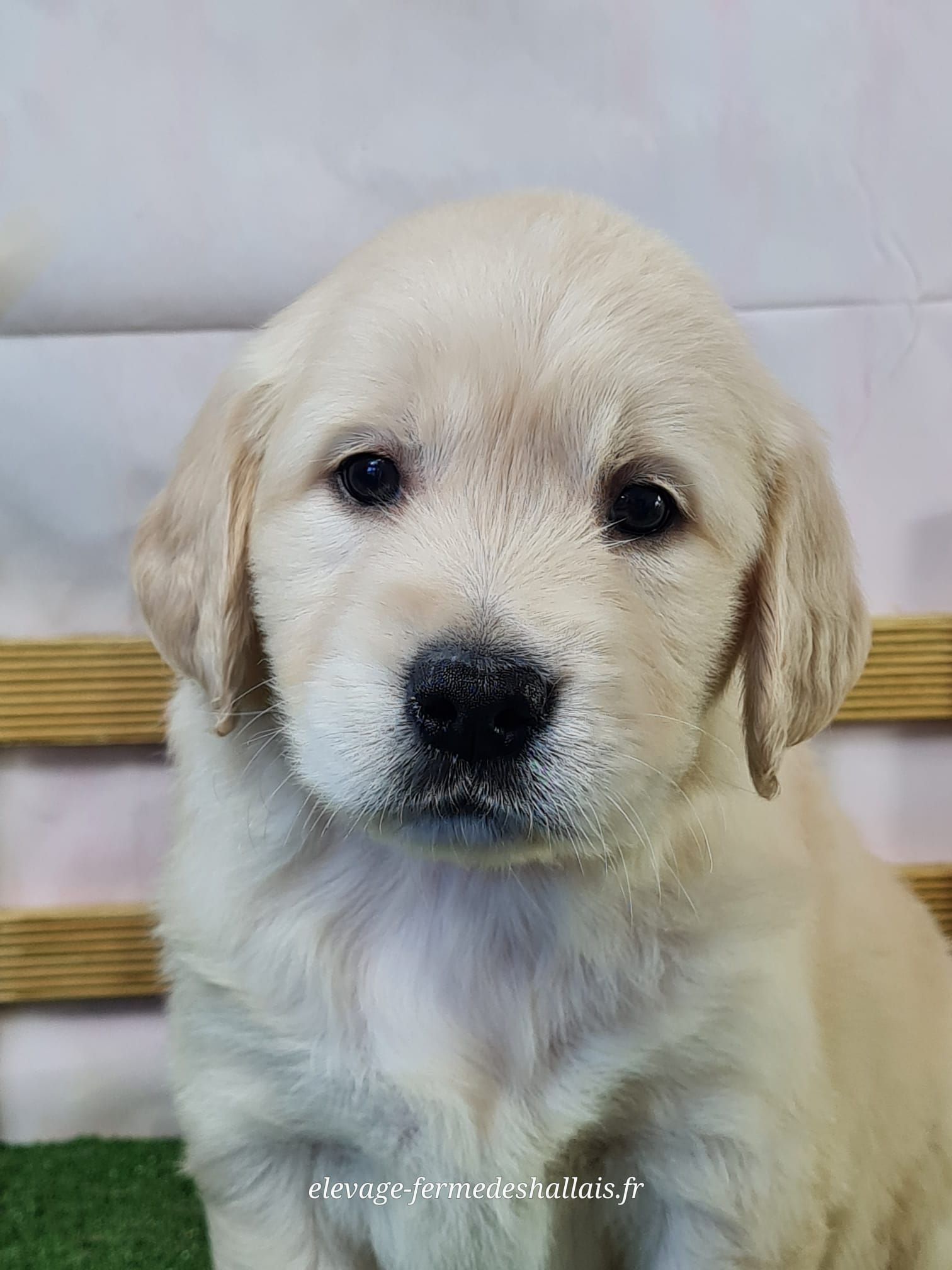 Chiot golden retriever femelle
