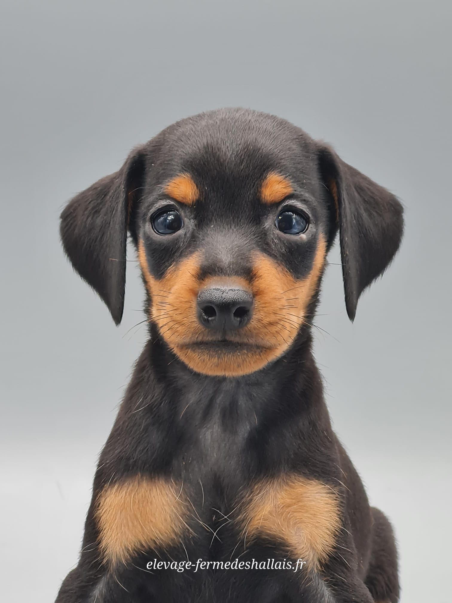 Chiot pinscher nain femelle
