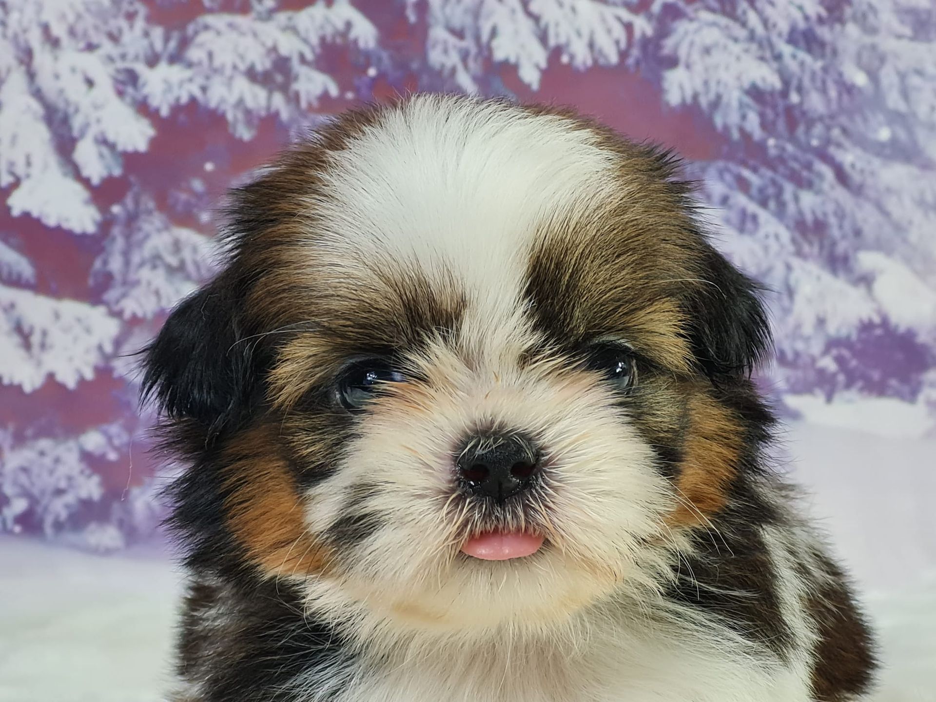 Chiot shih tzu tricolore femelle