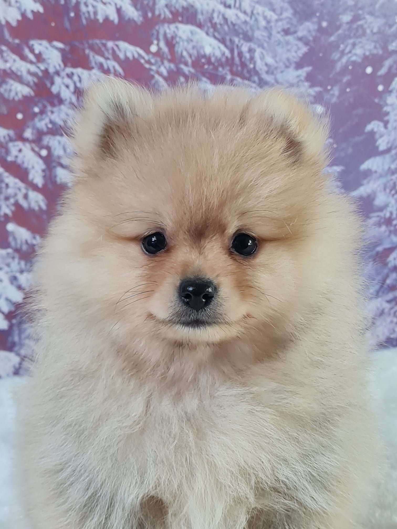 Chiot spitz nain femelle