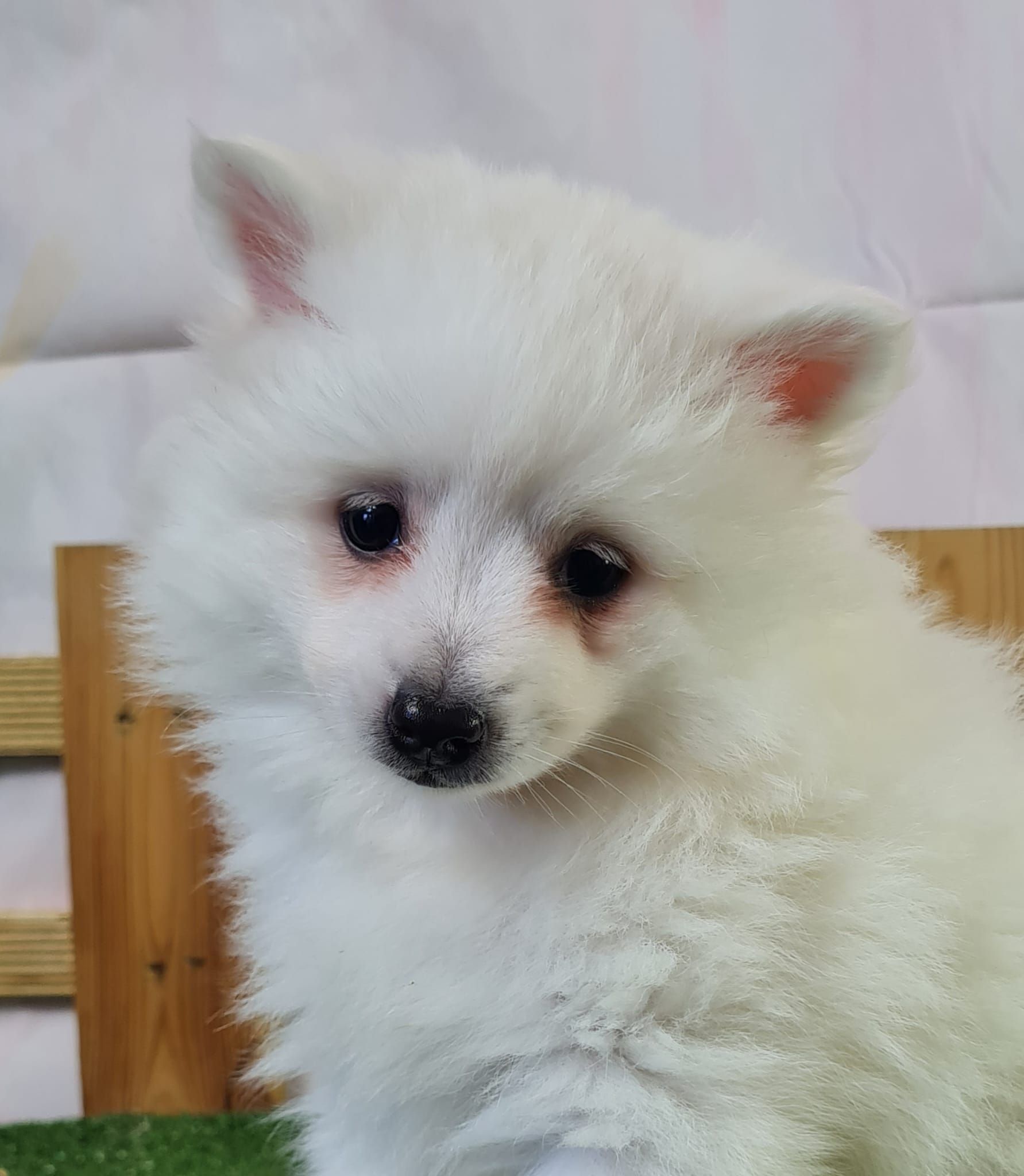 Chiot volpino femelle