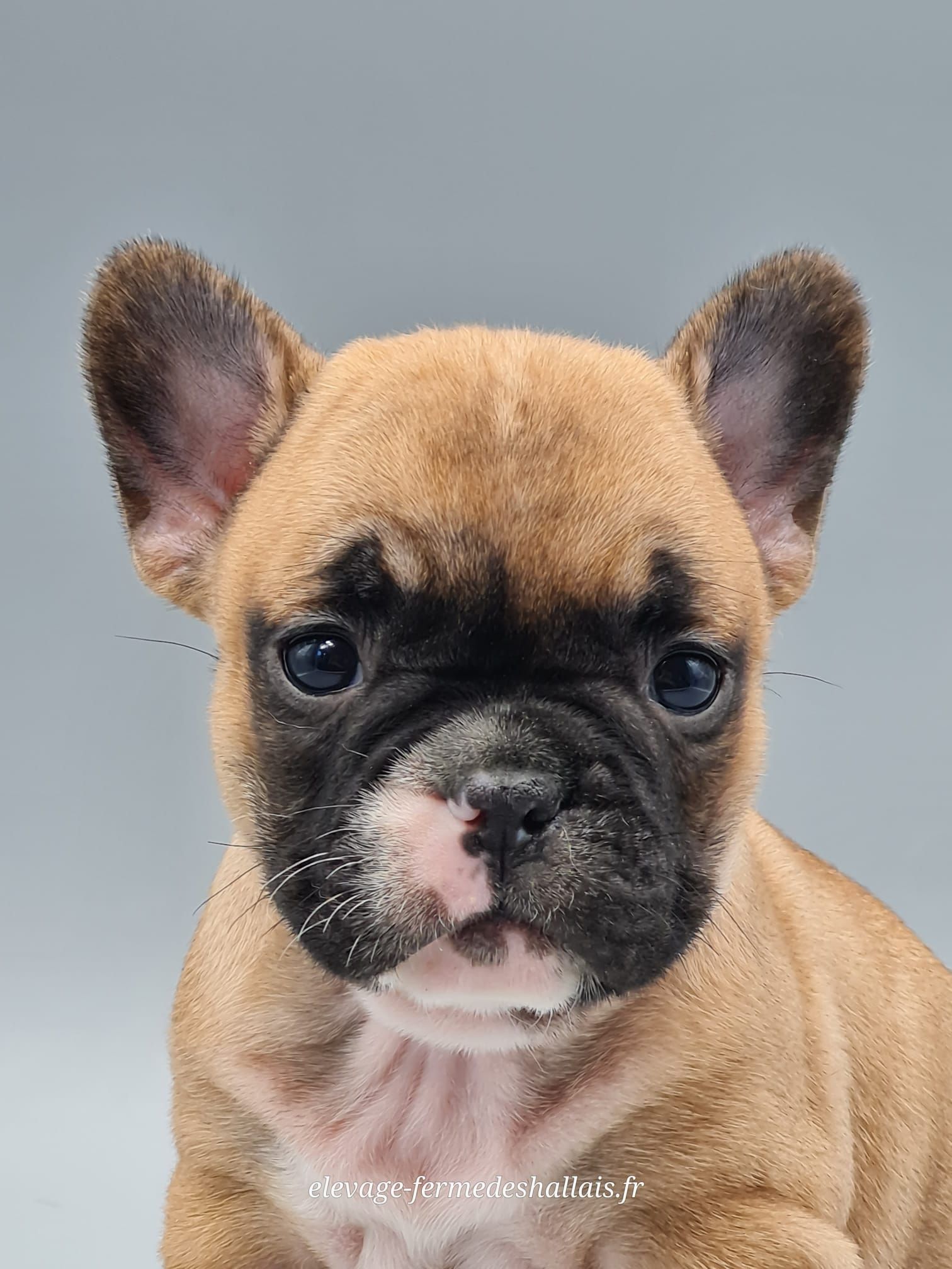 Chiot bouledogue français femelle