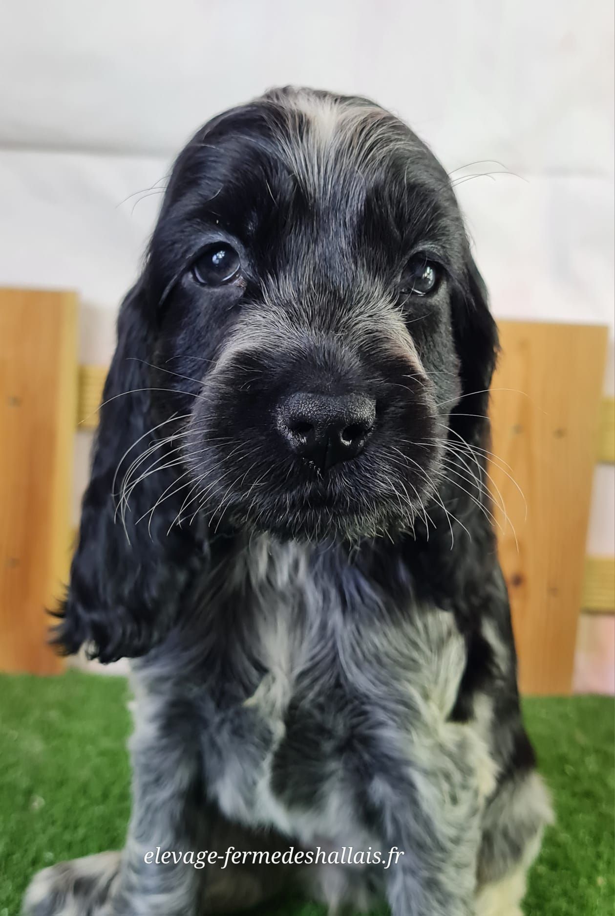 Chiot cocker anglais femelle
