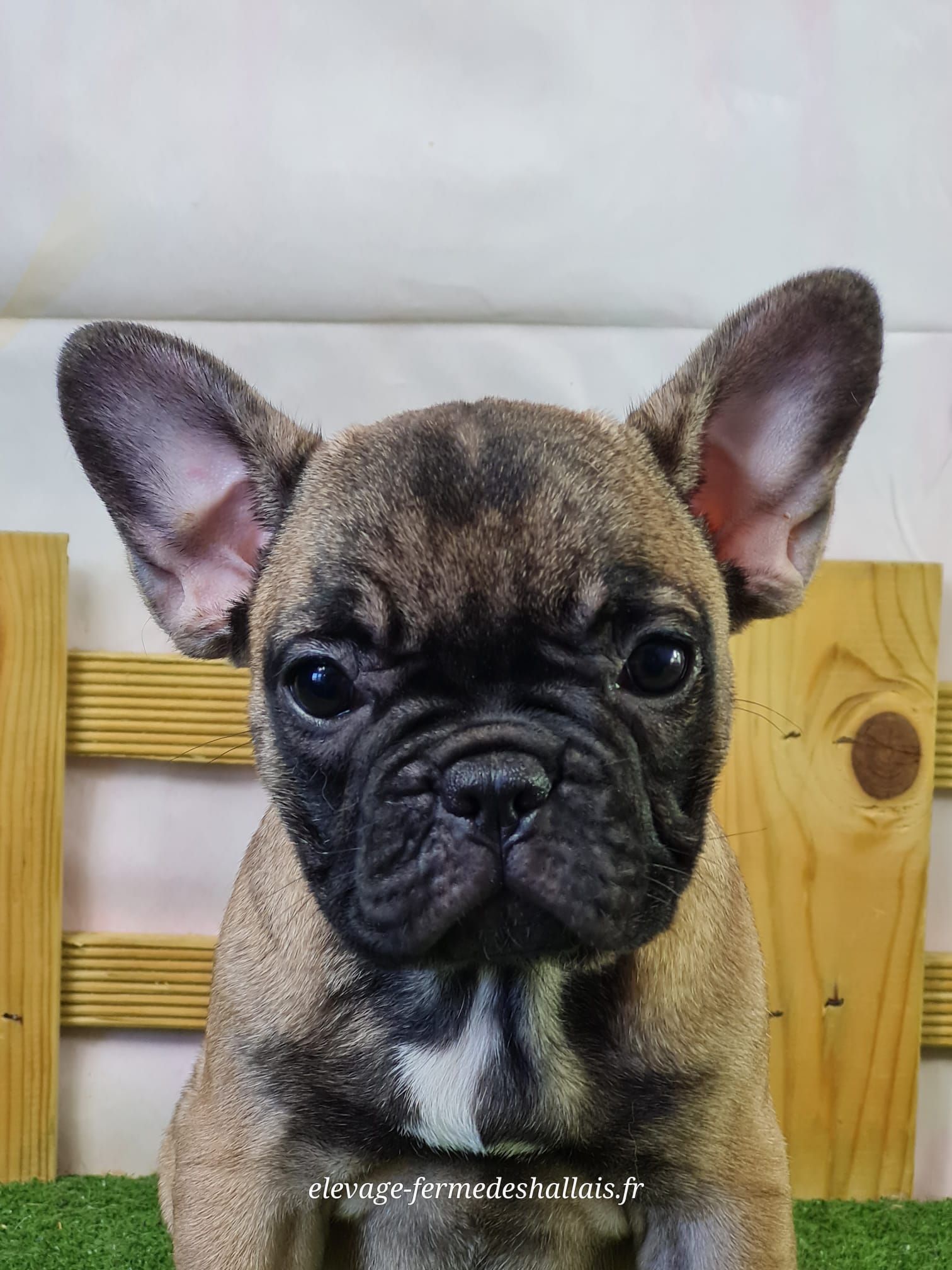 Chiot bouledogue français femelle fauve