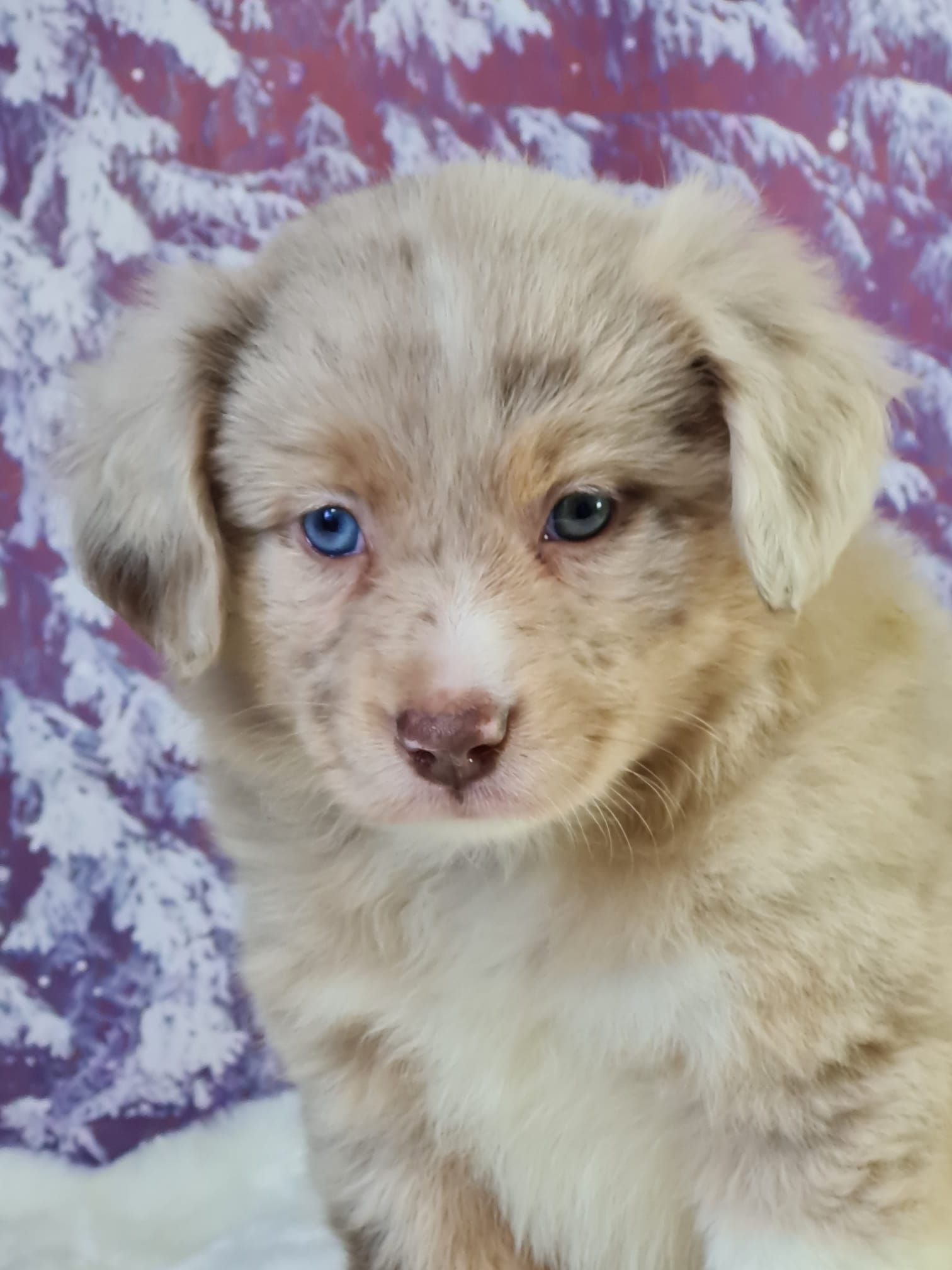 Chiot berger américain femelle rouge merle