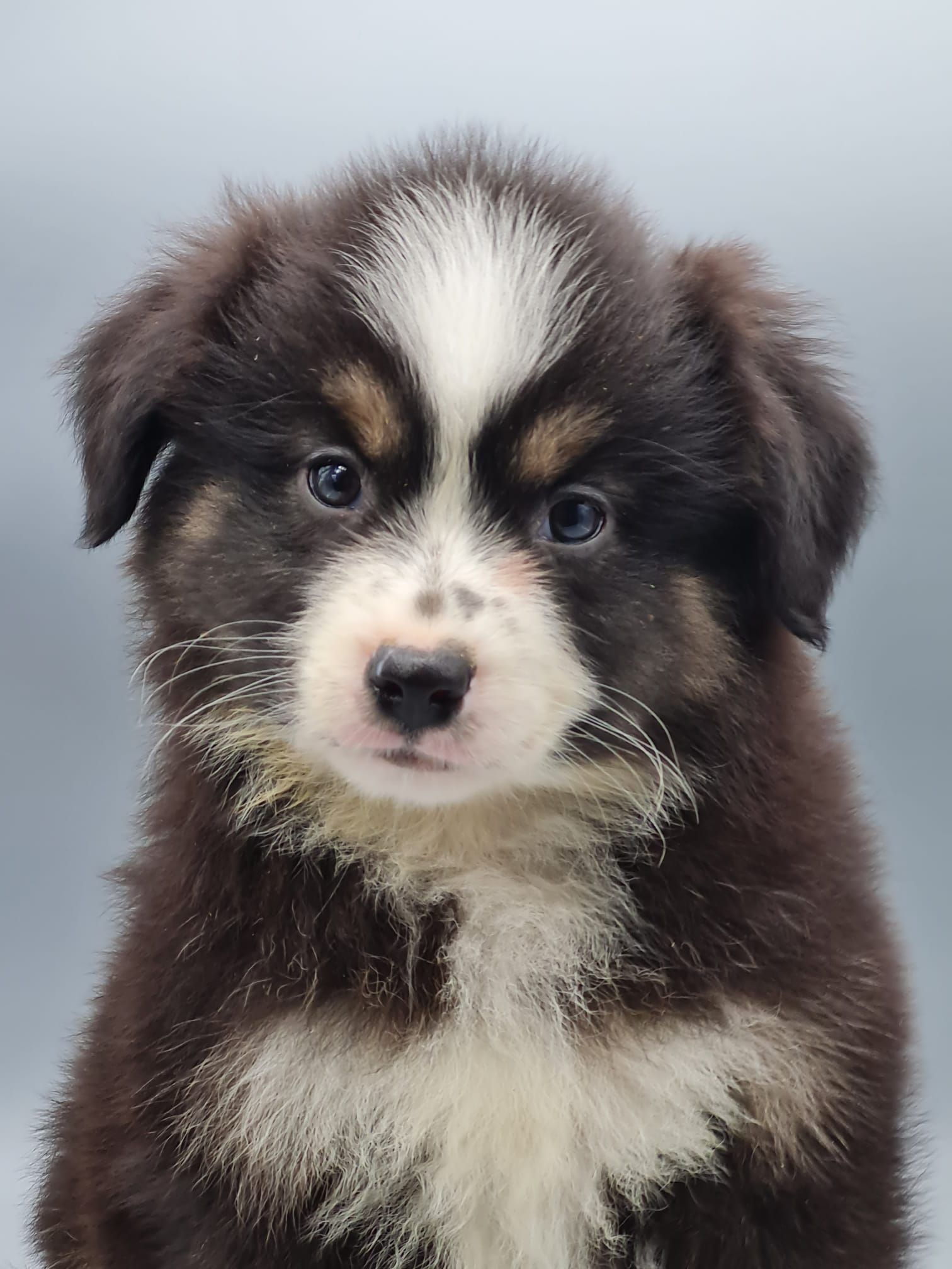 Chiot berger américain femelle