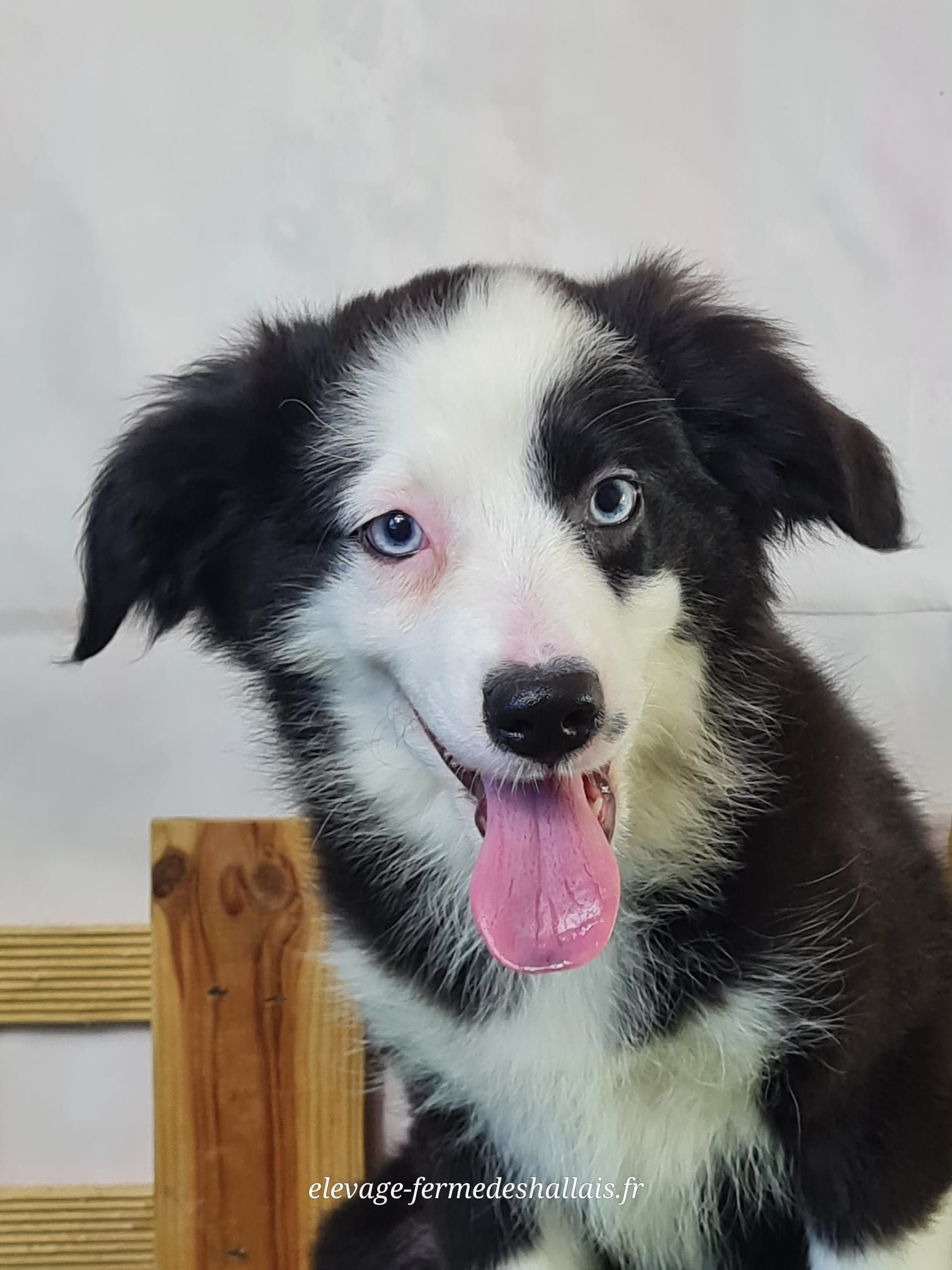 Chiot berger américain femelle