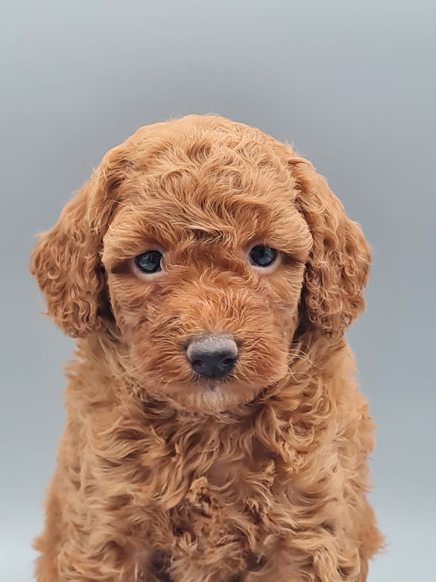 Chiot caniche nain abricot femelle