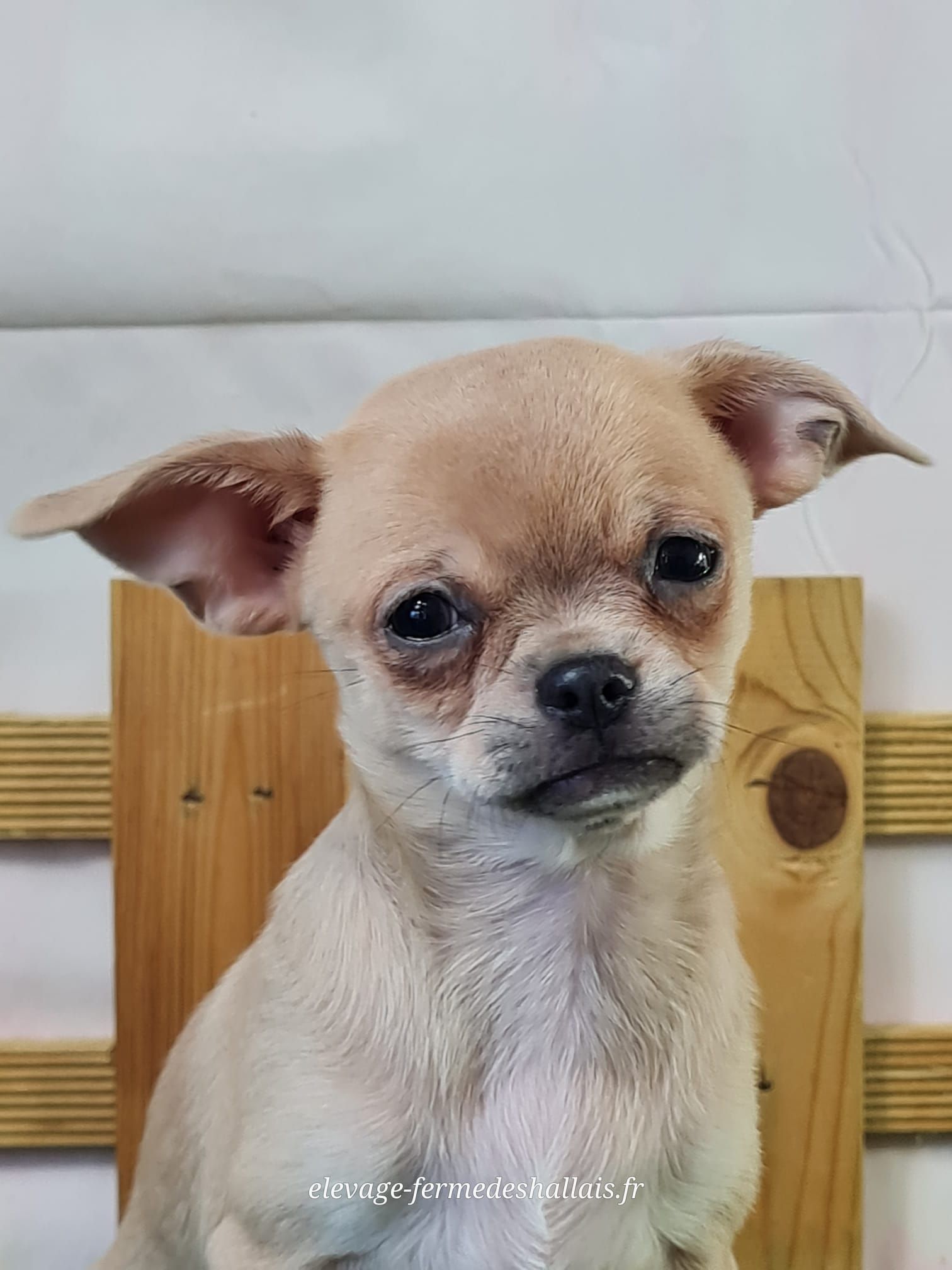 Chiot chihuahua femelle