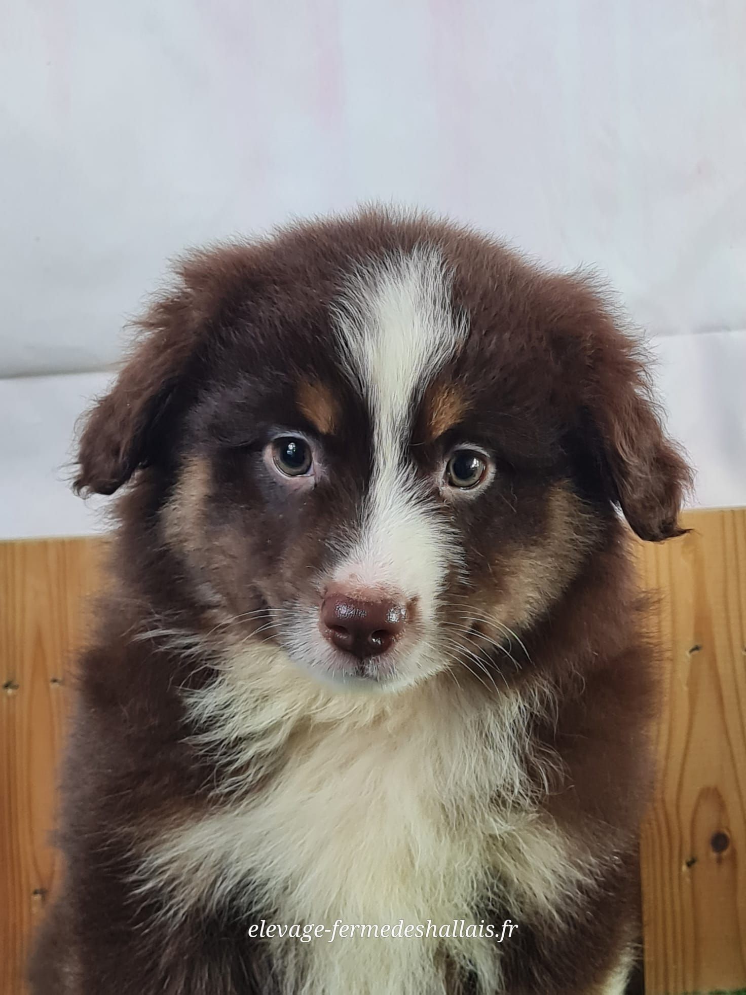 Chiot berger américain miniature rouge tricolore femelle
