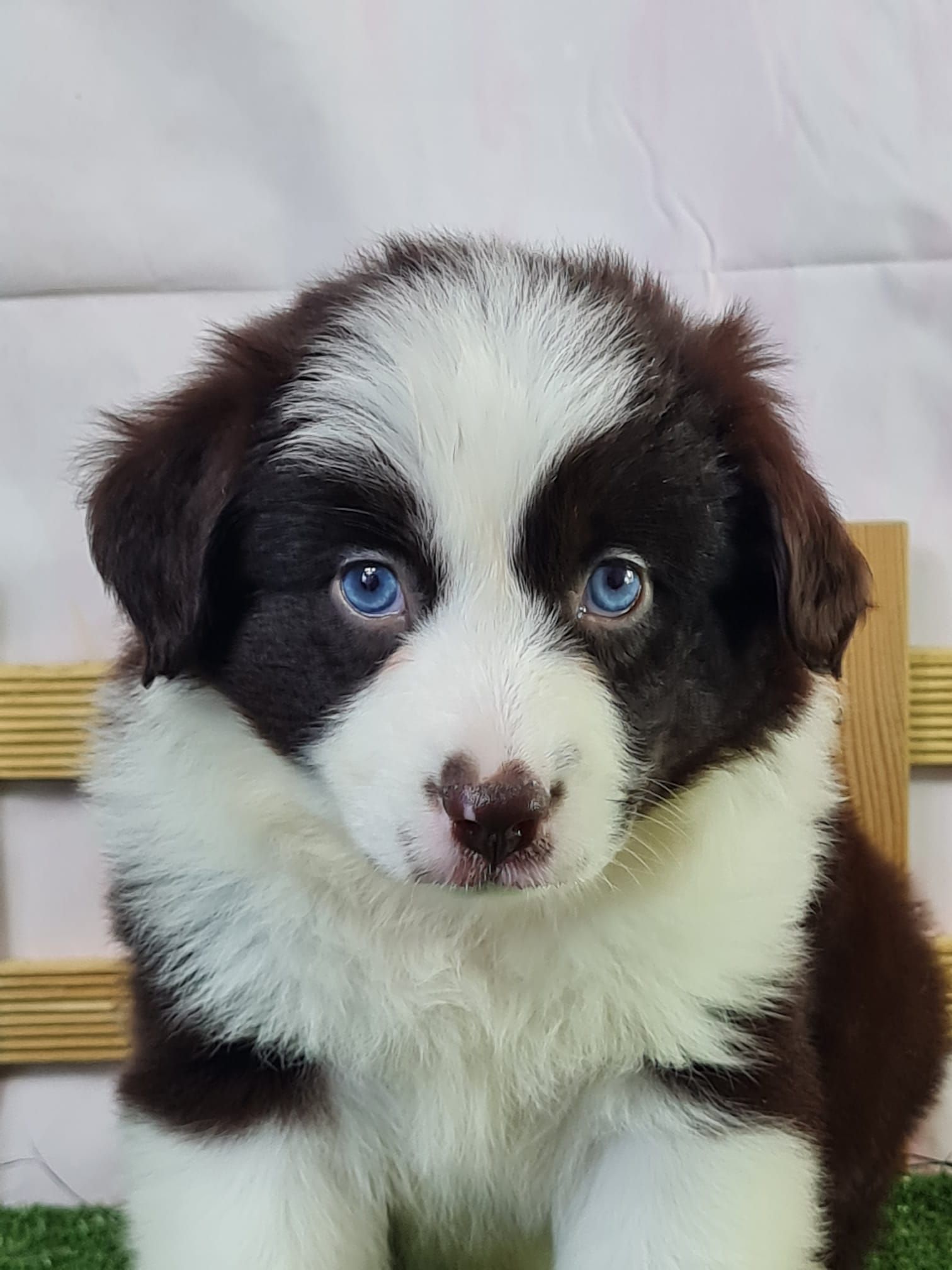 Chiot berger américain miniature femelle rouge et blanc
