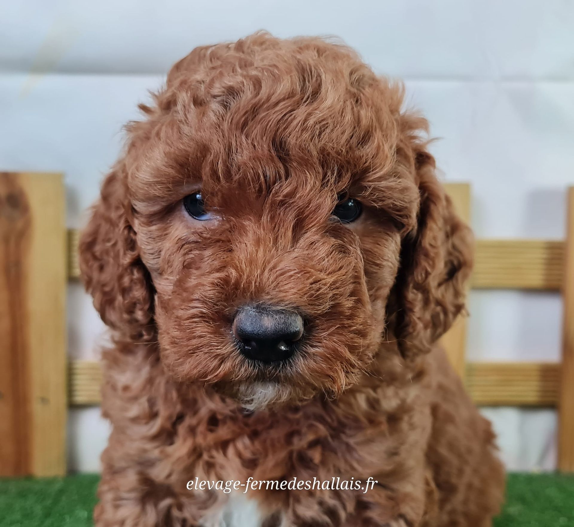 Chiot femelle caniche nain abricot