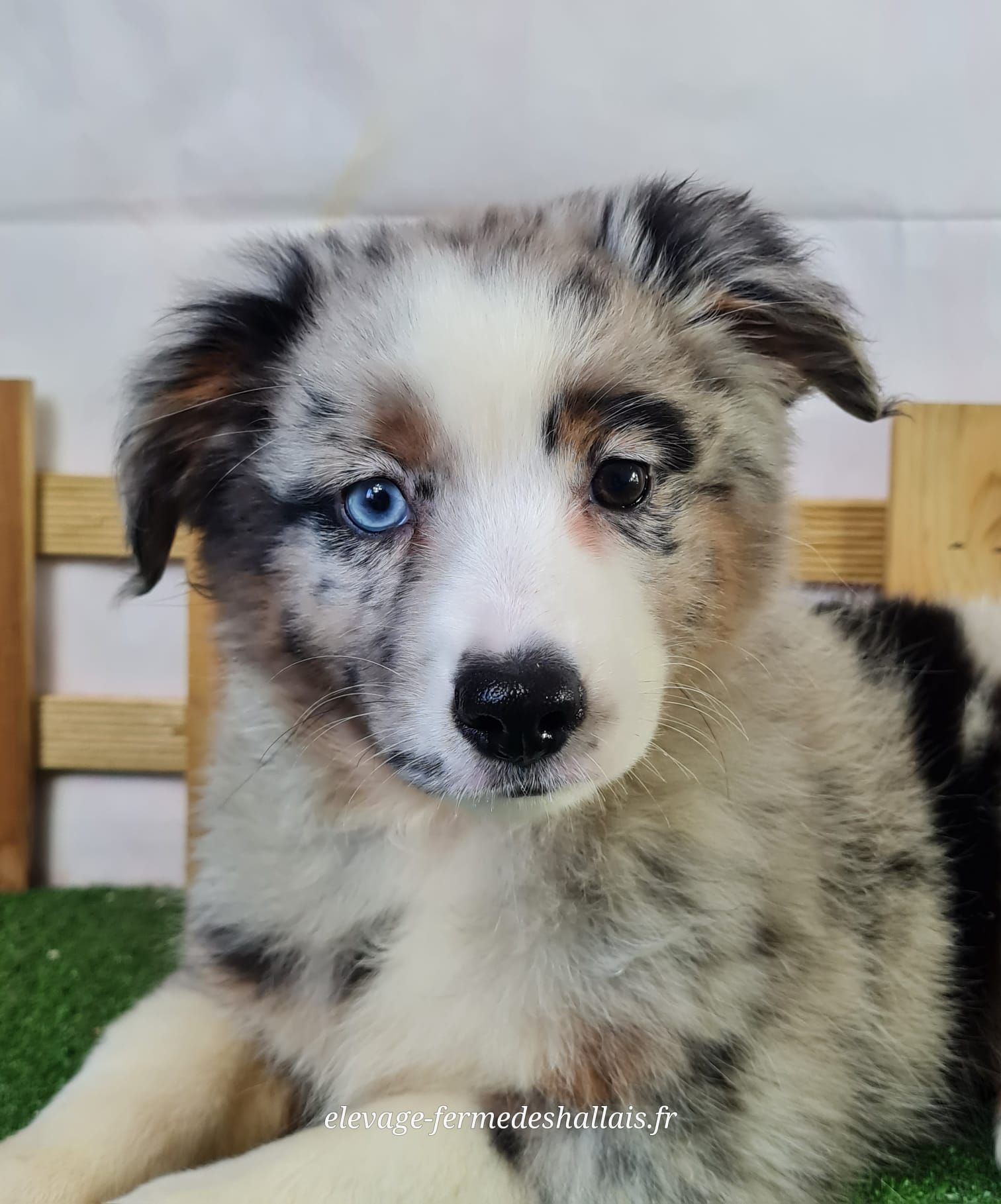 Chiot berger américain miniature femelle bleu merle