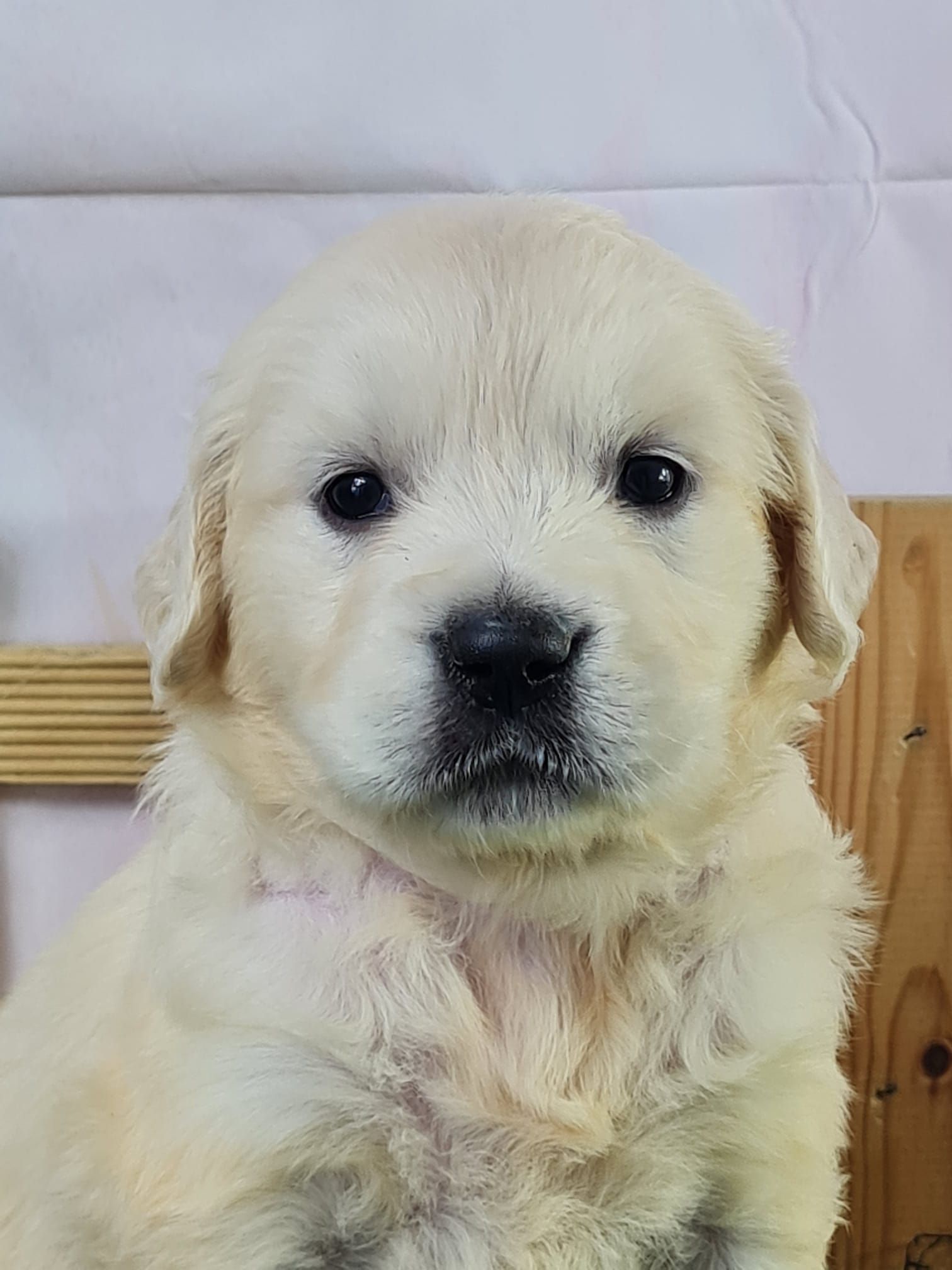 Chiot golden retriever femelle