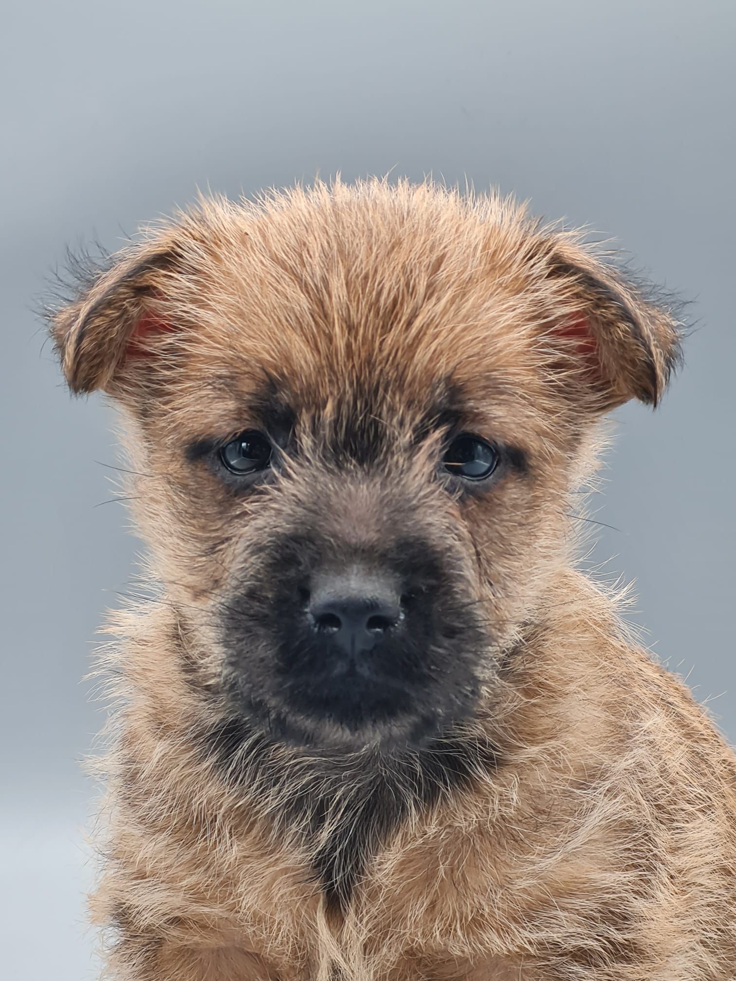 Chiot cairn terrier femelle
