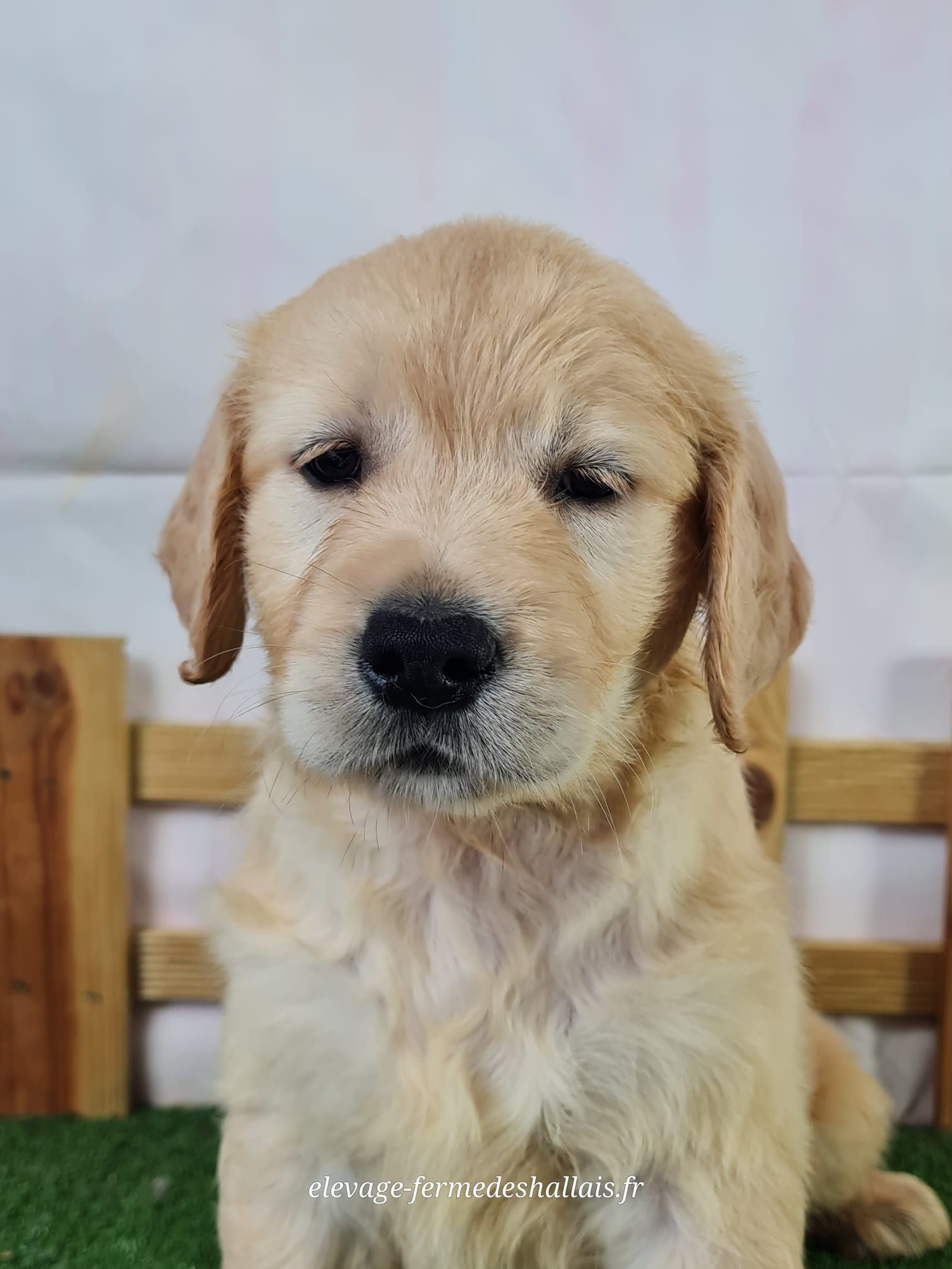 Chiot golden retriever femelle