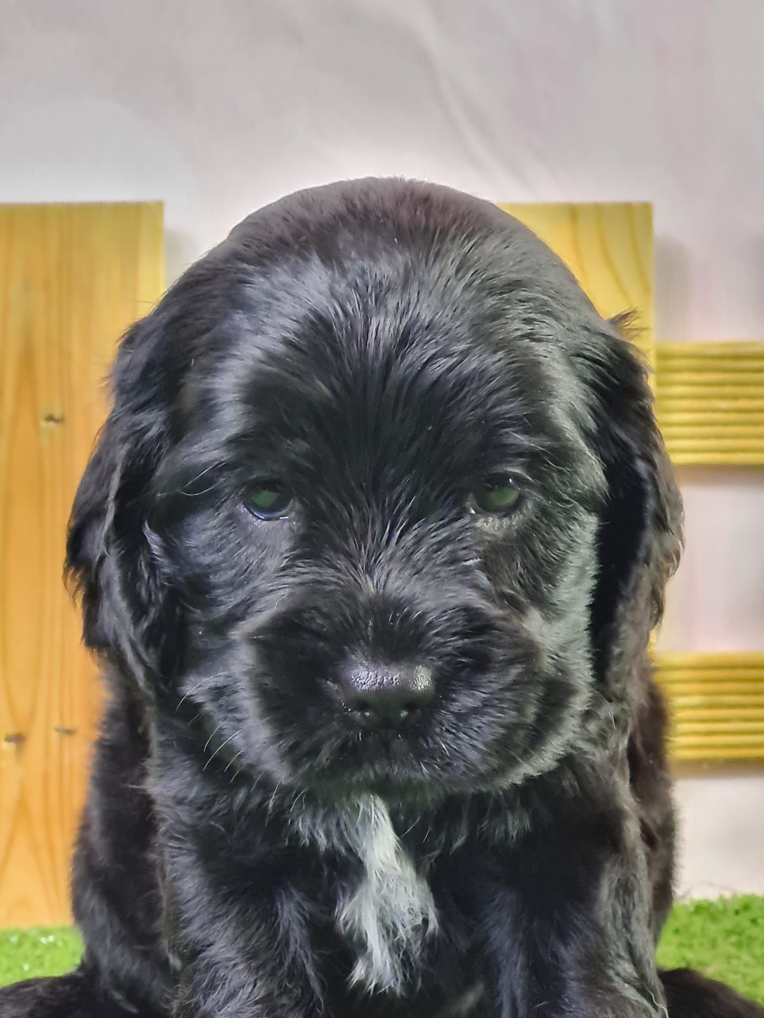 Chiot cocker anglais femelle noir