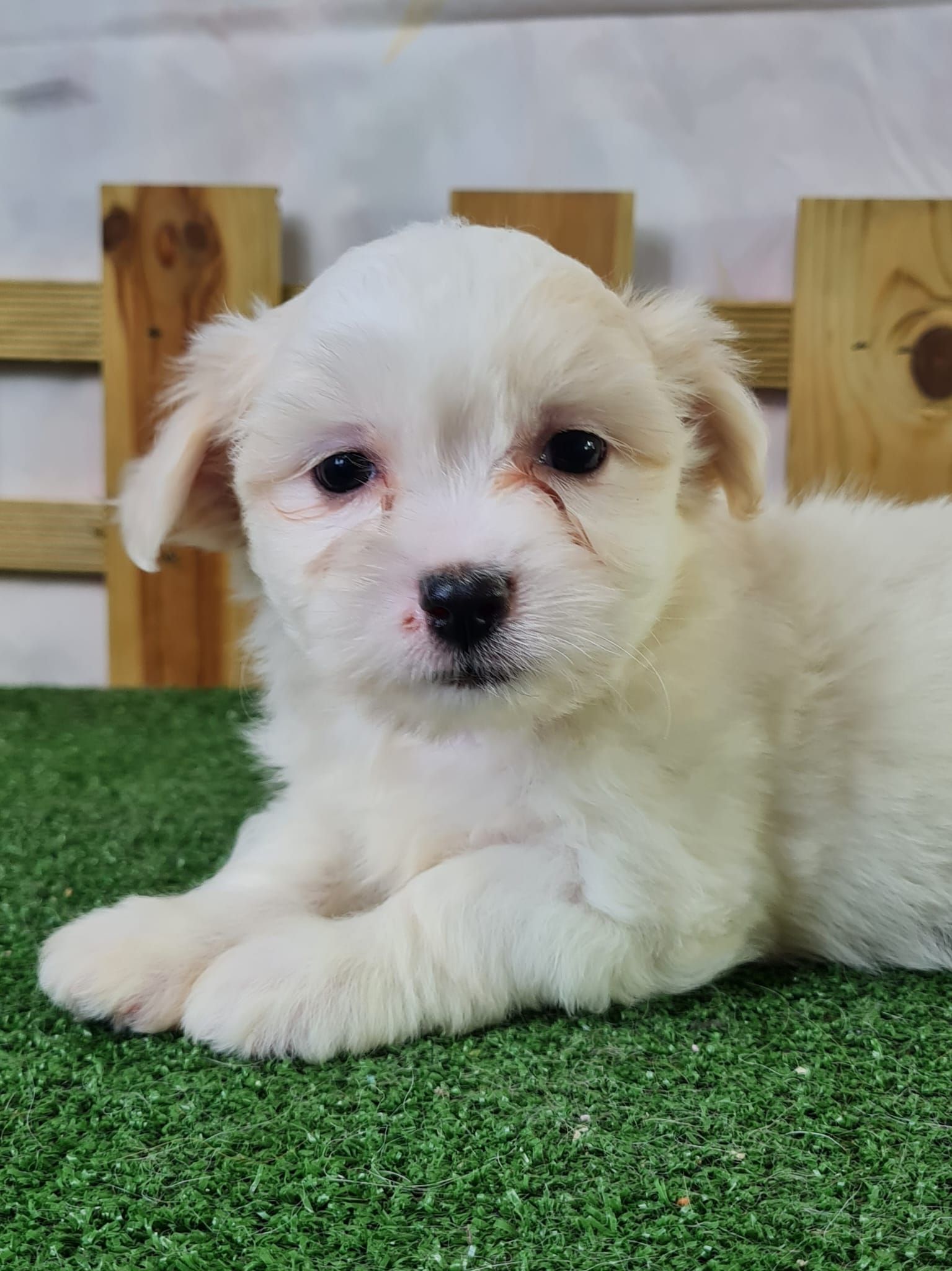 Chiot coton de tuléar femelle blanc
