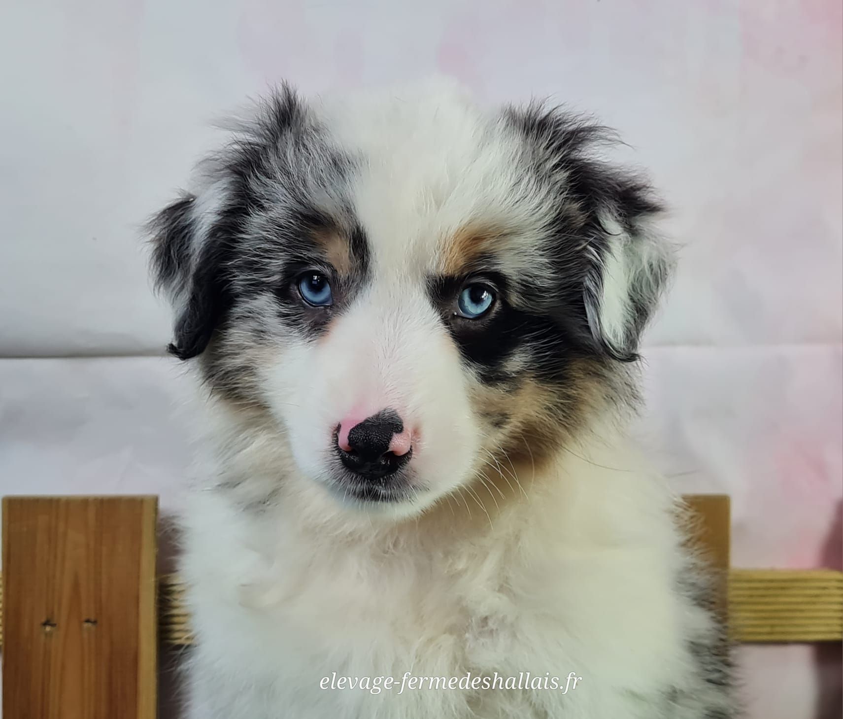 Chiot berger américain miniature femelle bleu merle