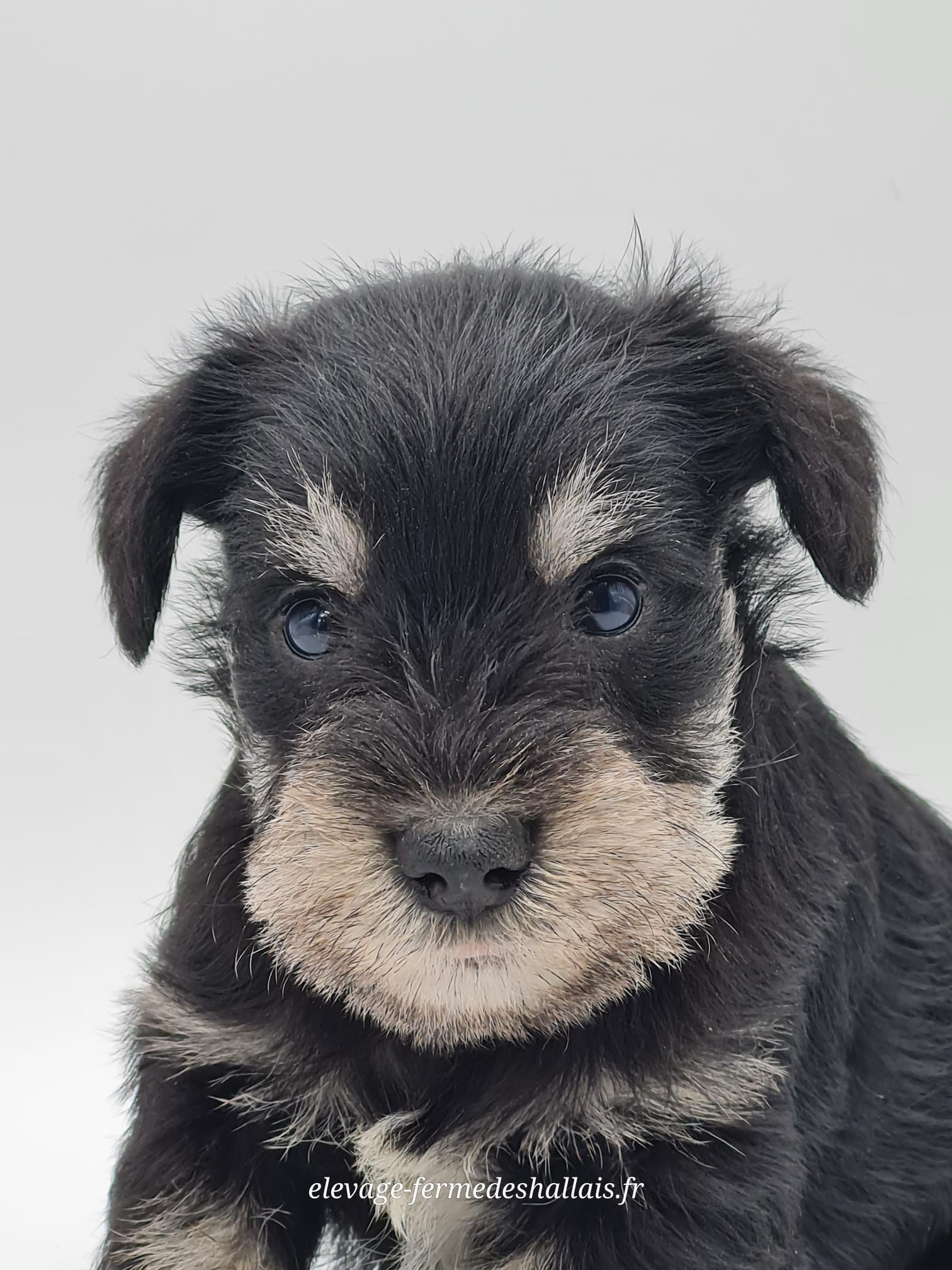 Chiot schnauzer nain noir et argent femelle