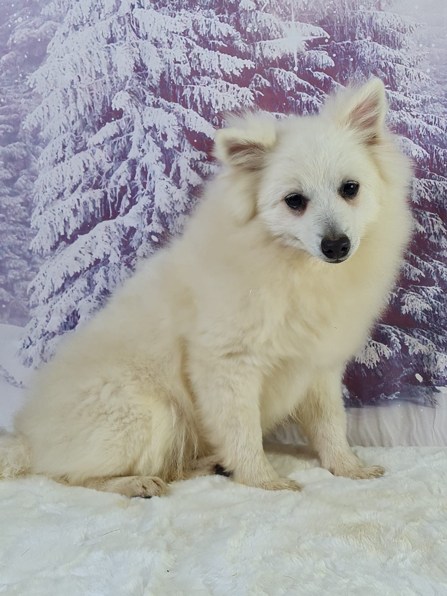 Portrait d'un jack russell